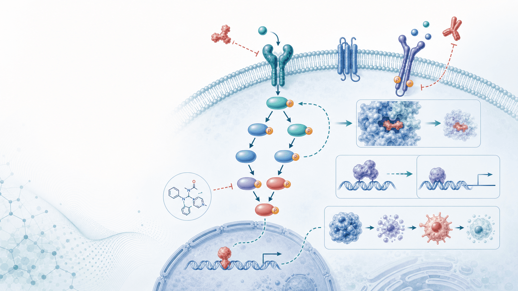 [Biomedical] Biomedical mechanism figure with receptor-ligand interaction, phosphorylation cascade, drug mechanism of action, transcription factor activation, and cell outcome arrows.