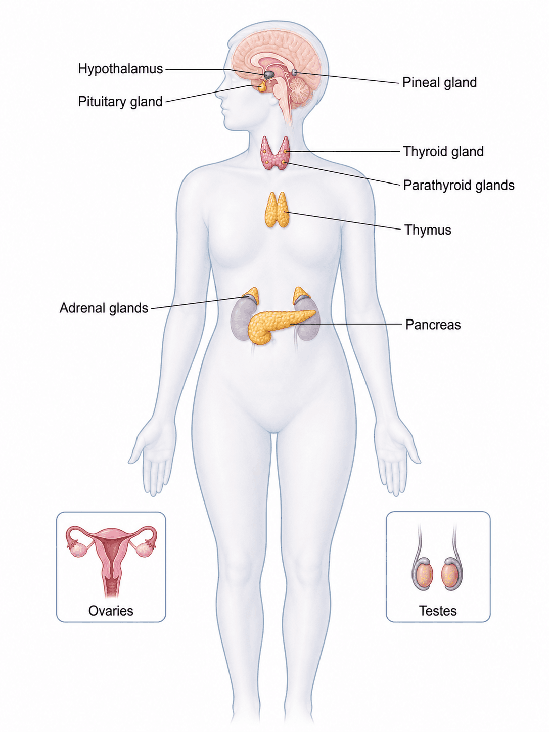 Beschriftetes Diagramm des endokrinen Systems — Ganzkörperkarte zur Identifizierung der wichtigsten endokrinen Drüsen in anatomischer Position.