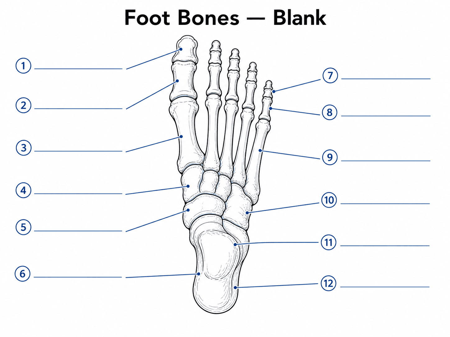 Scheda dell'anatomia del piede in bianco — Schema delle ossa del piede ottimizzato per la stampa con richiami numerati e spazi vuoti per le risposte.