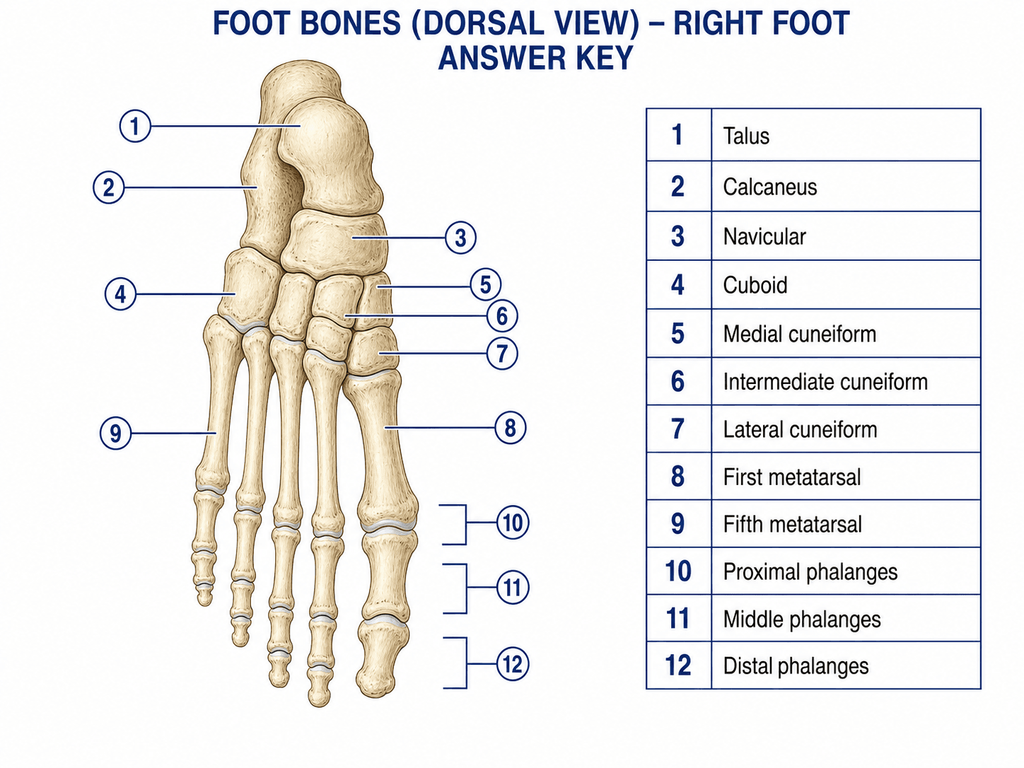 Chiave di risposta dell'anatomia del piede — Chiave di risposta con etichette corrispondente per la scheda didattica in bianco sull'anatomia del piede.