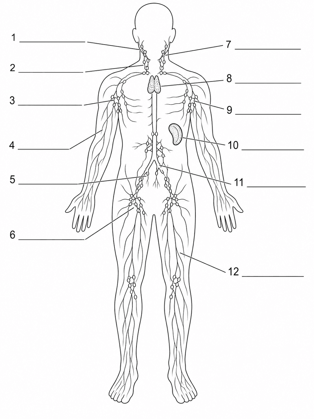 Blanko-Arbeitsblatt zum Lymphsystem — Druckfreundlicher Ganzkörper-Umriss des Lymphsystems mit nummerierten Beschriftungen.