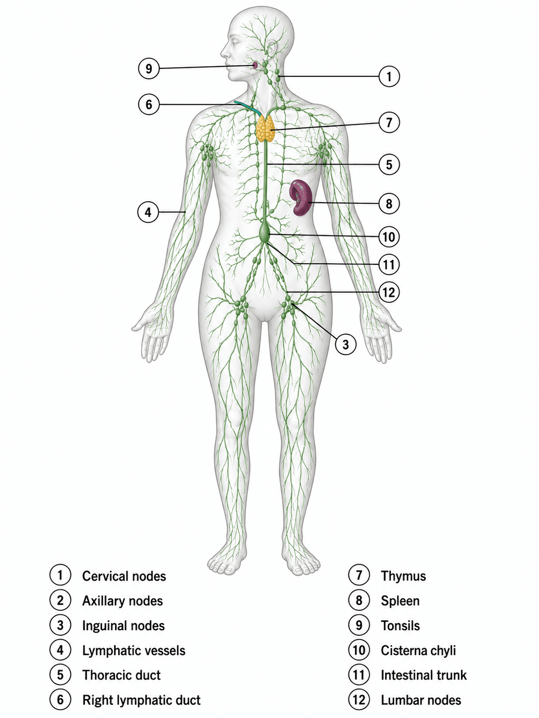Lösungsschlüssel Lymphsystem — Passender beschrifteter Lösungsschlüssel für das Lymphsystem-Arbeitsblatt.