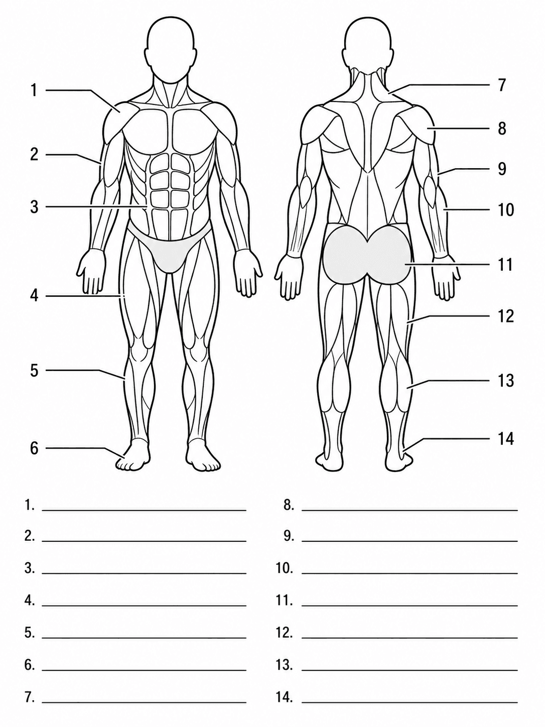 Blank Muscular System Worksheet — Print-friendly anterior and posterior body outlines with numbered muscle callouts.