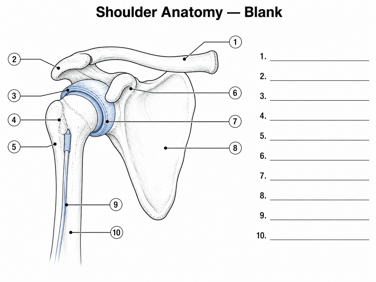 Blanko-Arbeitsblatt zur Schulteranatomie — Druckfreundlicher Schulterumriss mit nummerierten Beschriftungen und leeren Antwortfeldern.