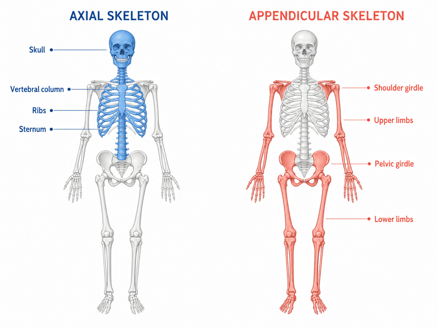 Esqueleto axial vs apendicular — Comparación codificada por colores del esqueleto axial y el esqueleto apendicular.