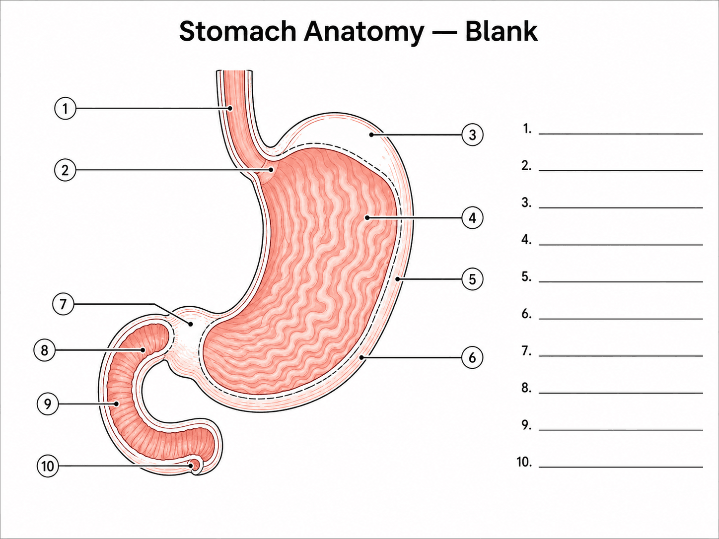 Scheda di lavoro con diagramma dello stomaco in bianco — Profilo dello stomaco adatto alla stampa con linee di richiamo numerate e spazi vuoti per le risposte.