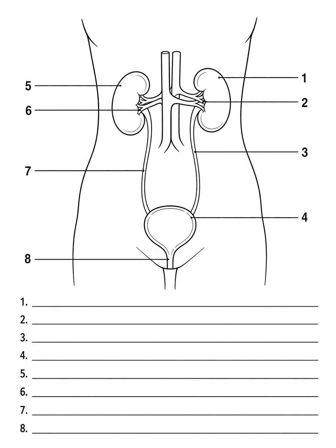 Hoja de trabajo del sistema urinario en blanco — Anatomía urinaria apta para imprimir con indicadores numerados y espacios en blanco para respuestas.