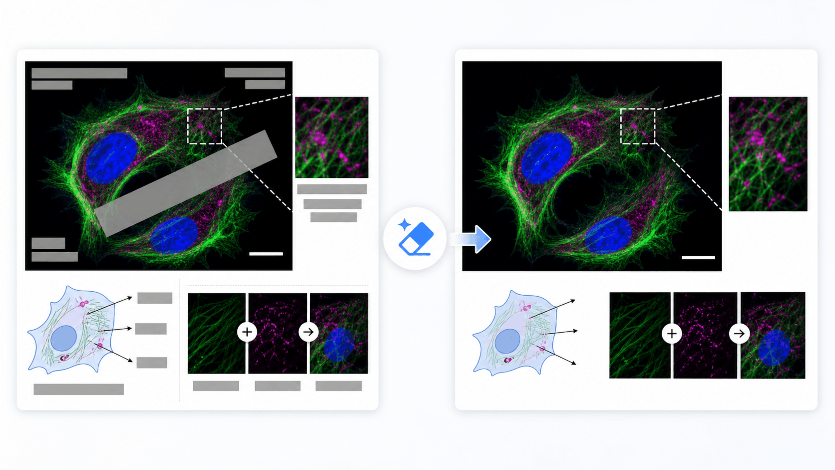 Comparaison avant après d’une image scientifique dont les blocs de texte ont été retirés.