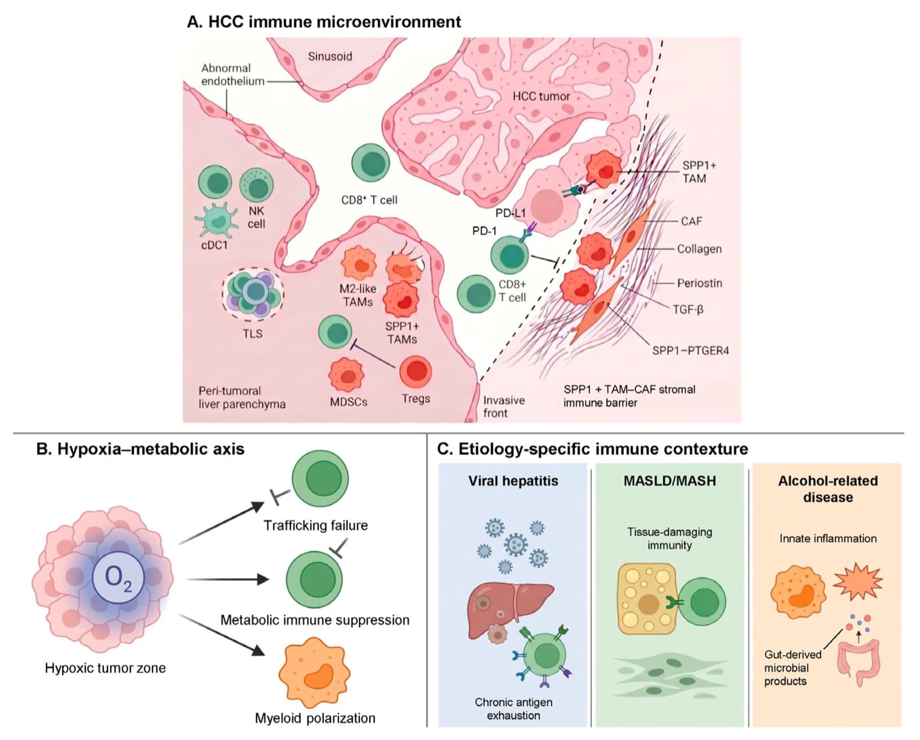 Overview of tumor immune interactions and immunotherapy strategies in hepatocellular carcinoma