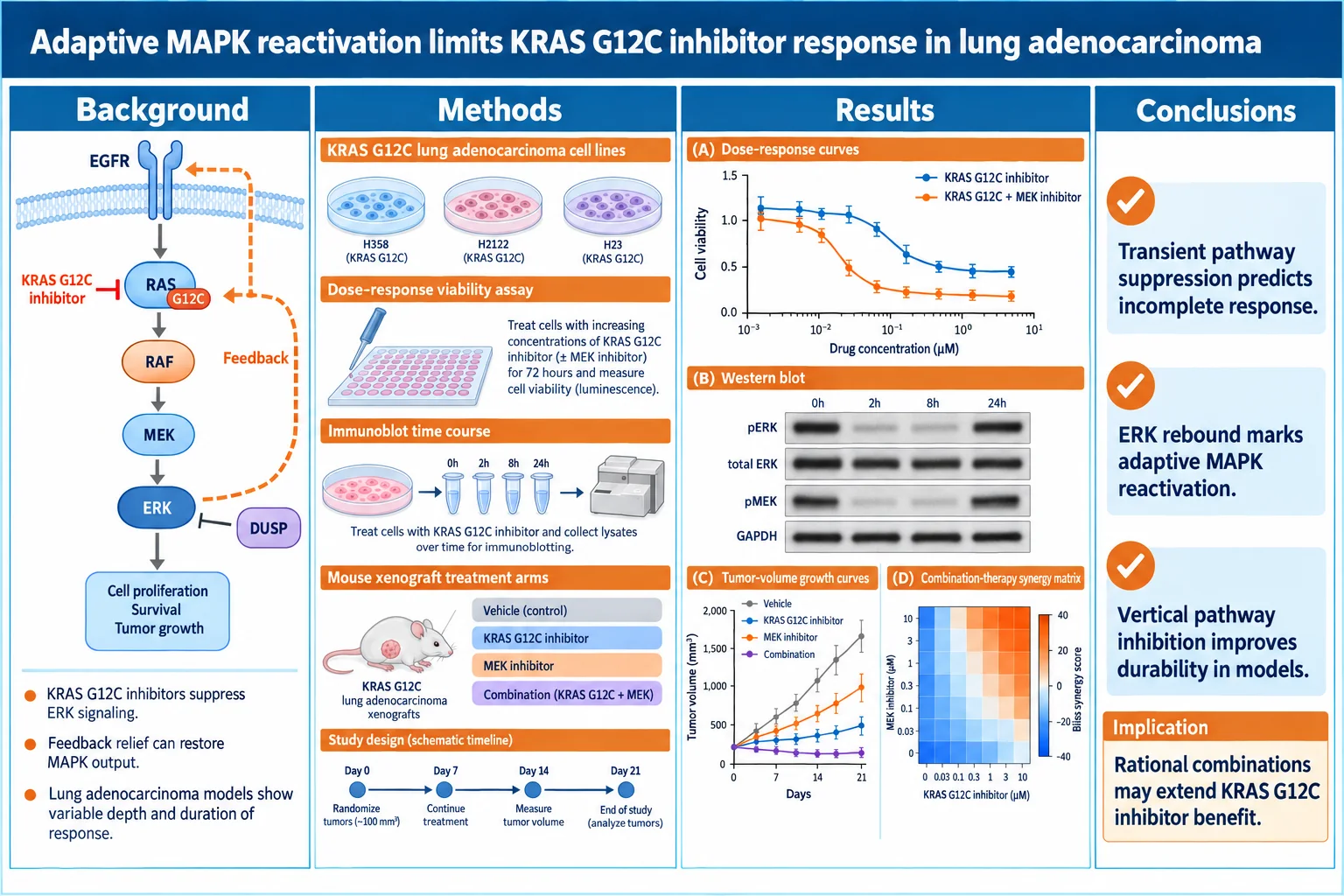 KRAS inhibitor resistance — MAPK pathway, dose–response curves and a synergy matrix.