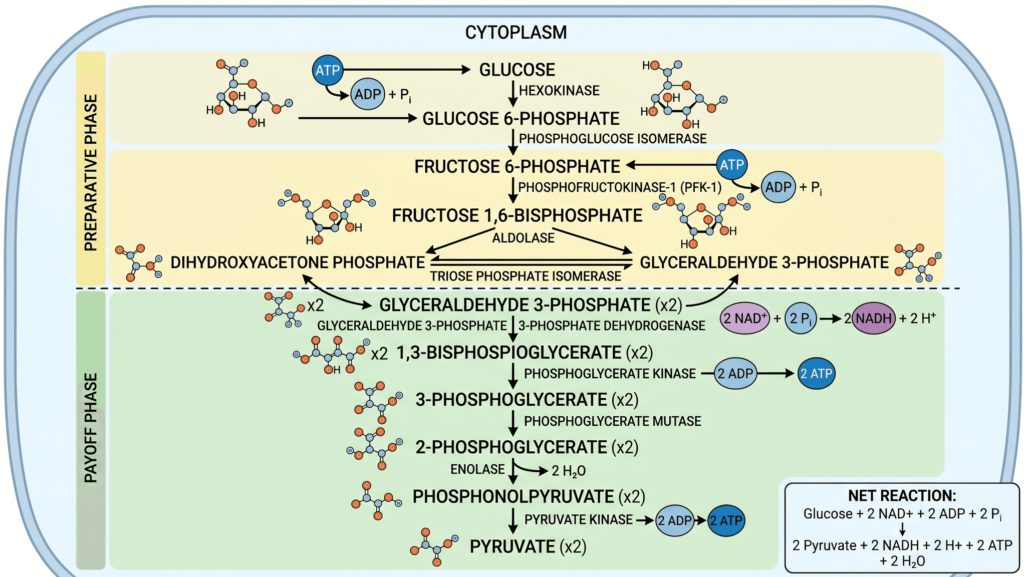 Vía Glucolítica — Vía metabólica escalonada de glucosa a piruvato con enzimas etiquetadas y rendimientos de ATP/NADH.