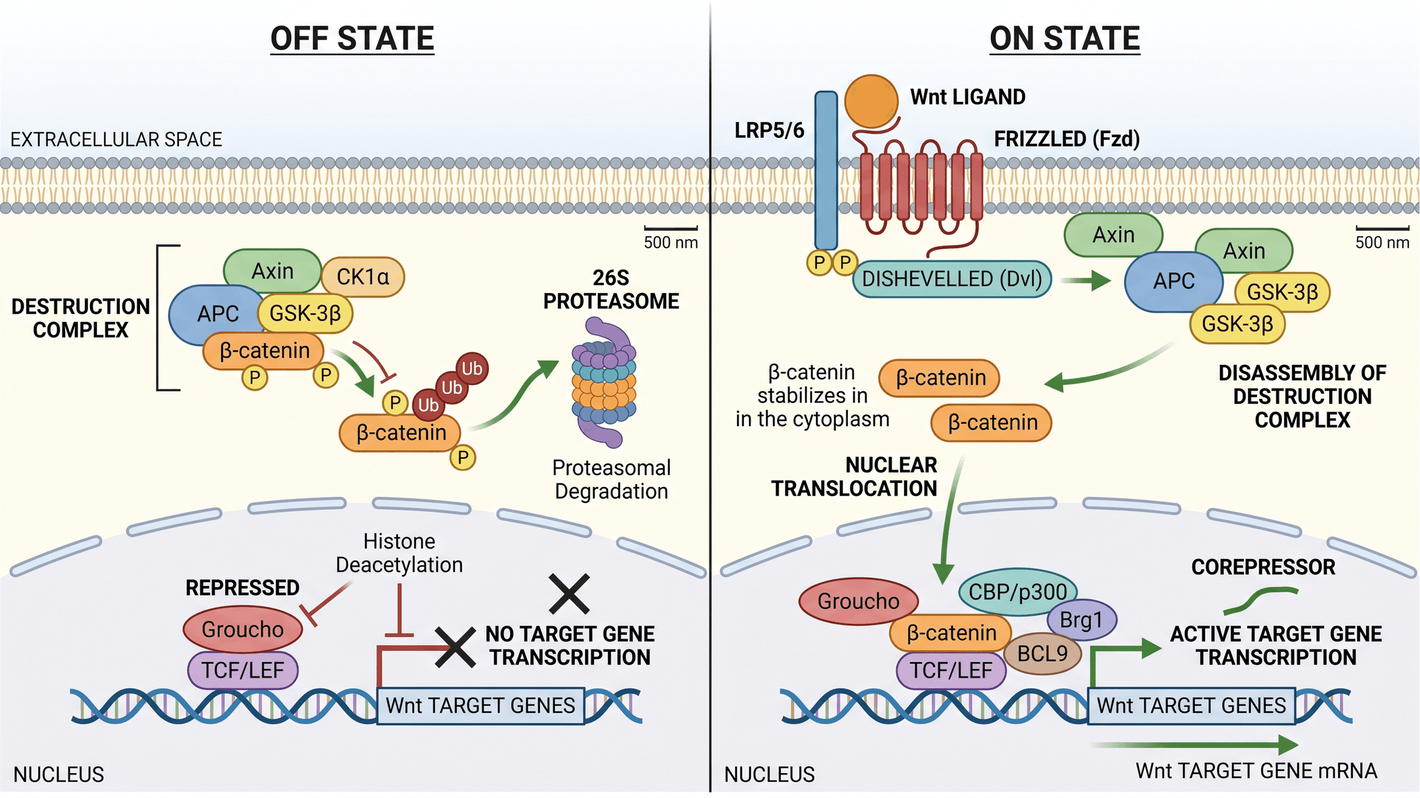 Vía de Señalización Wnt — Vía Wnt/beta-catenina canónica que muestra los estados apagado y encendido y la transcripción de genes diana.
