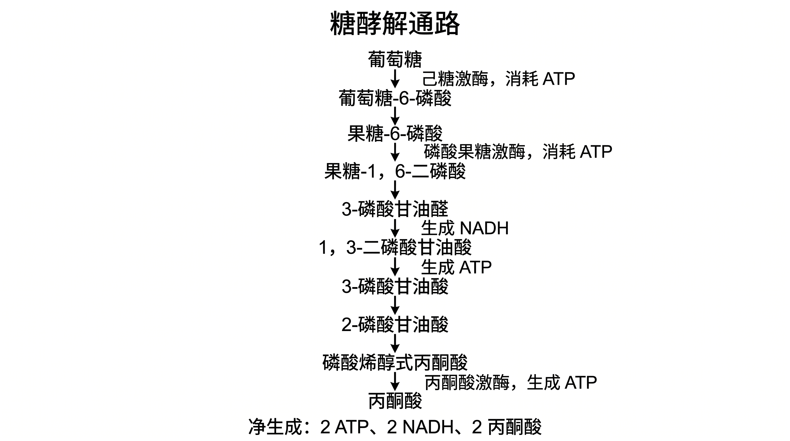糖酵解通路 — 葡萄糖逐步转化为丙酮酸的代谢通路，标注关键酶以及 ATP/NADH 产量。