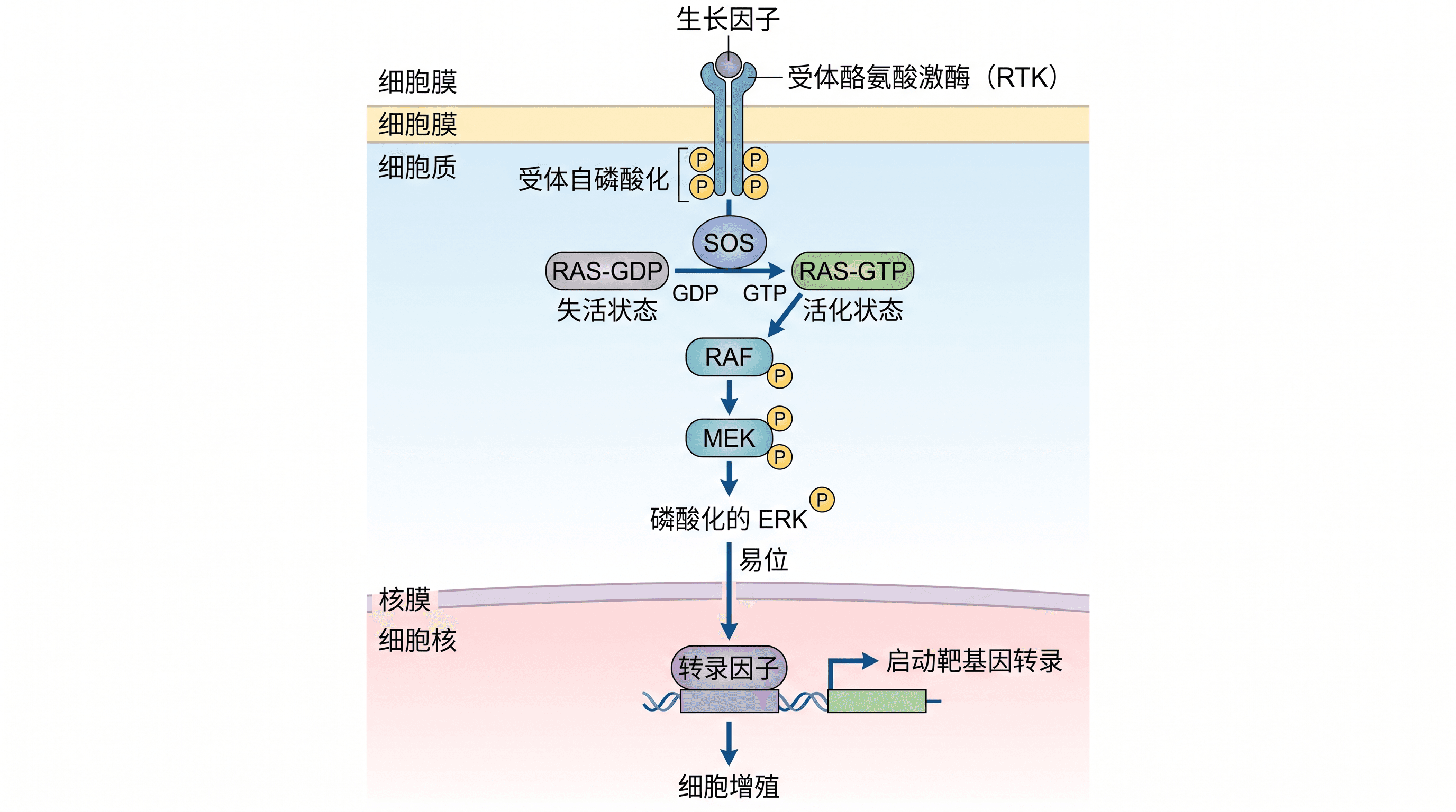 MAPK/ERK 信号通路 — 从受体到细胞核的 MAPK 级联，驱动细胞增殖，适用于肿瘤与细胞生物学论文。