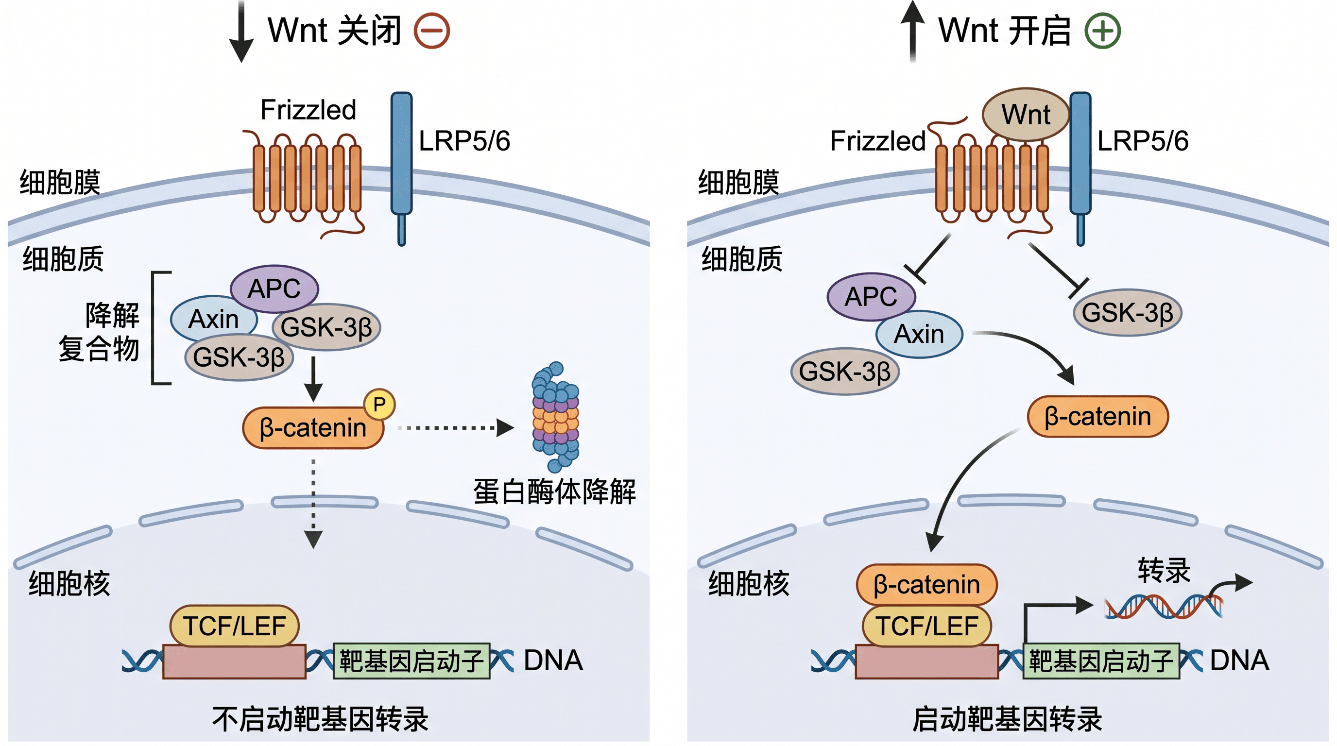 Wnt 信号通路 — 经典 Wnt/β-catenin 通路，展示关闭与开启状态以及靶基因转录。