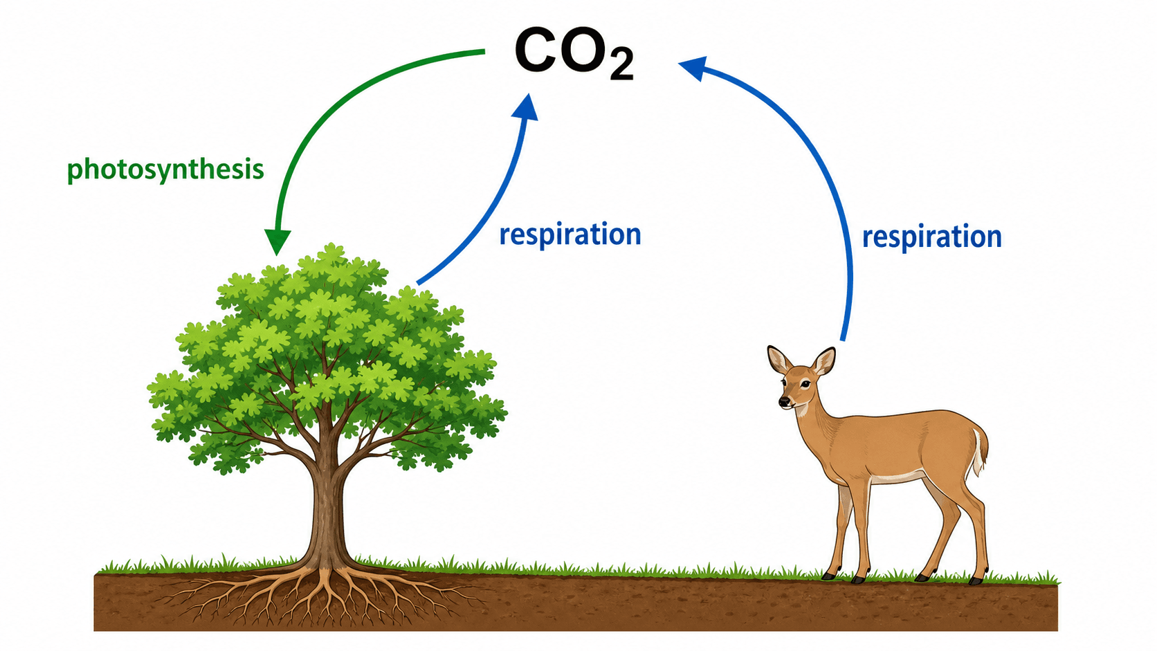 Fotosintesi e respirazione — Ciclo del carbonio che enfatizza fotosintesi e respirazione come principale scambio di carbonio tra piante, animali e atmosfera.