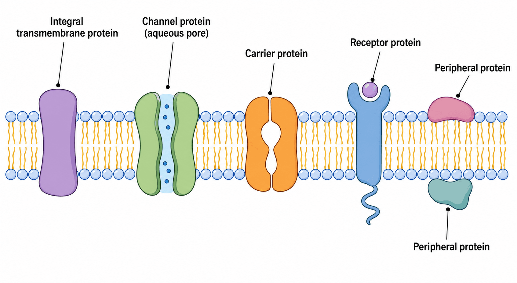 Membranproteine — Integrale und periphere Proteine, darunter Kanal-, Carrier- und Rezeptorproteine, in der Doppelschicht.