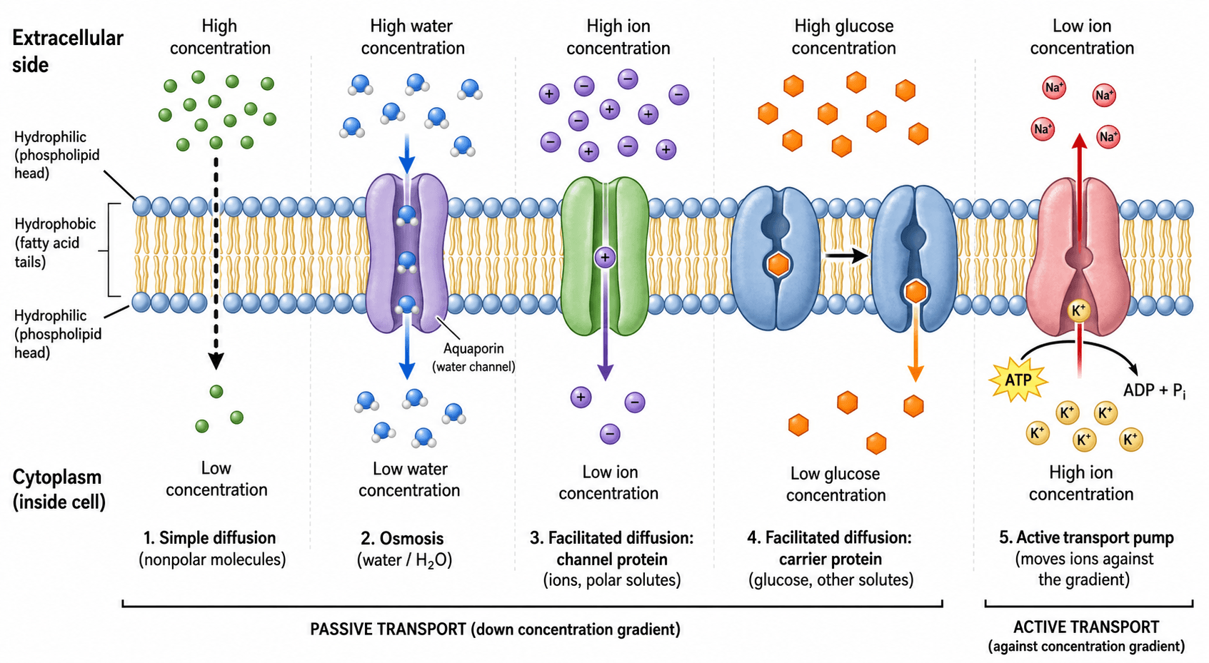 Membrantransport — Passiver und aktiver Transport durch die Membran – Diffusion, Osmose, Kanäle, Carrier und Pumpen.