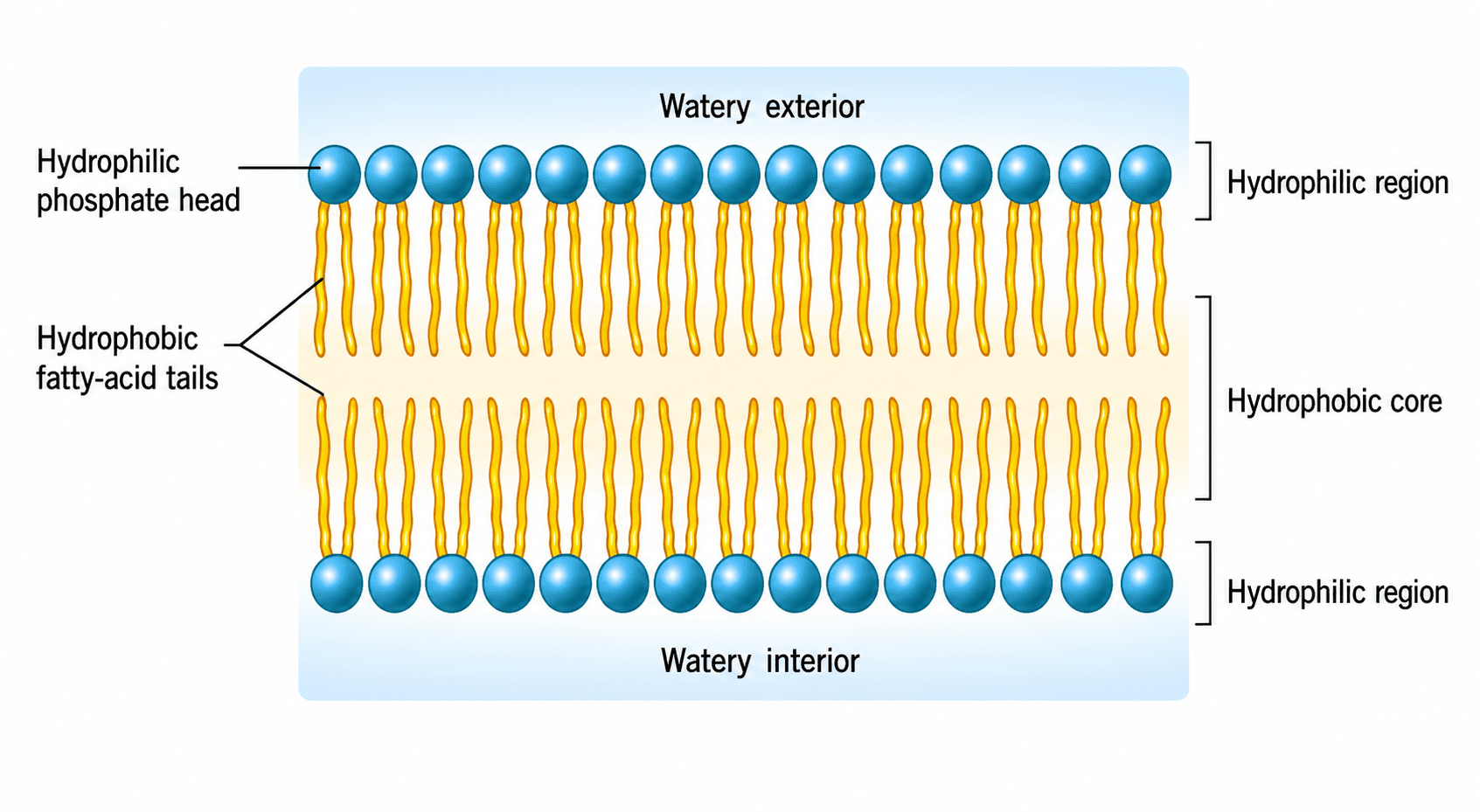 Phospholipid-Doppelschicht — Eine Nahaufnahme von Phospholipidmolekülen mit hydrophilen Köpfen und hydrophoben Schwänzen, die die beiden Schichten bilden.