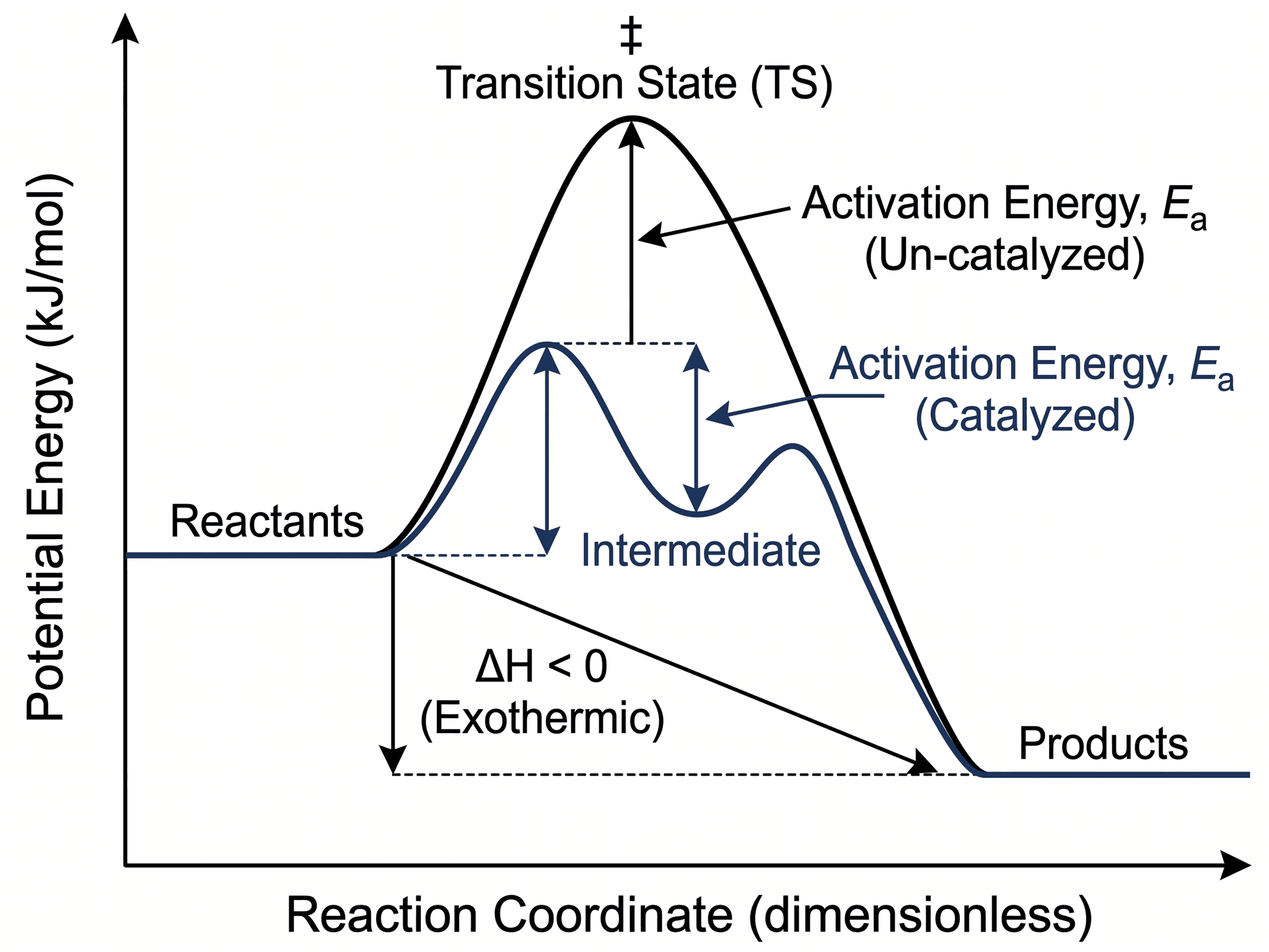 Diagramme énergétique — Profil énergétique de réaction avec énergie d'activation, état de transition et variation d'enthalpie.