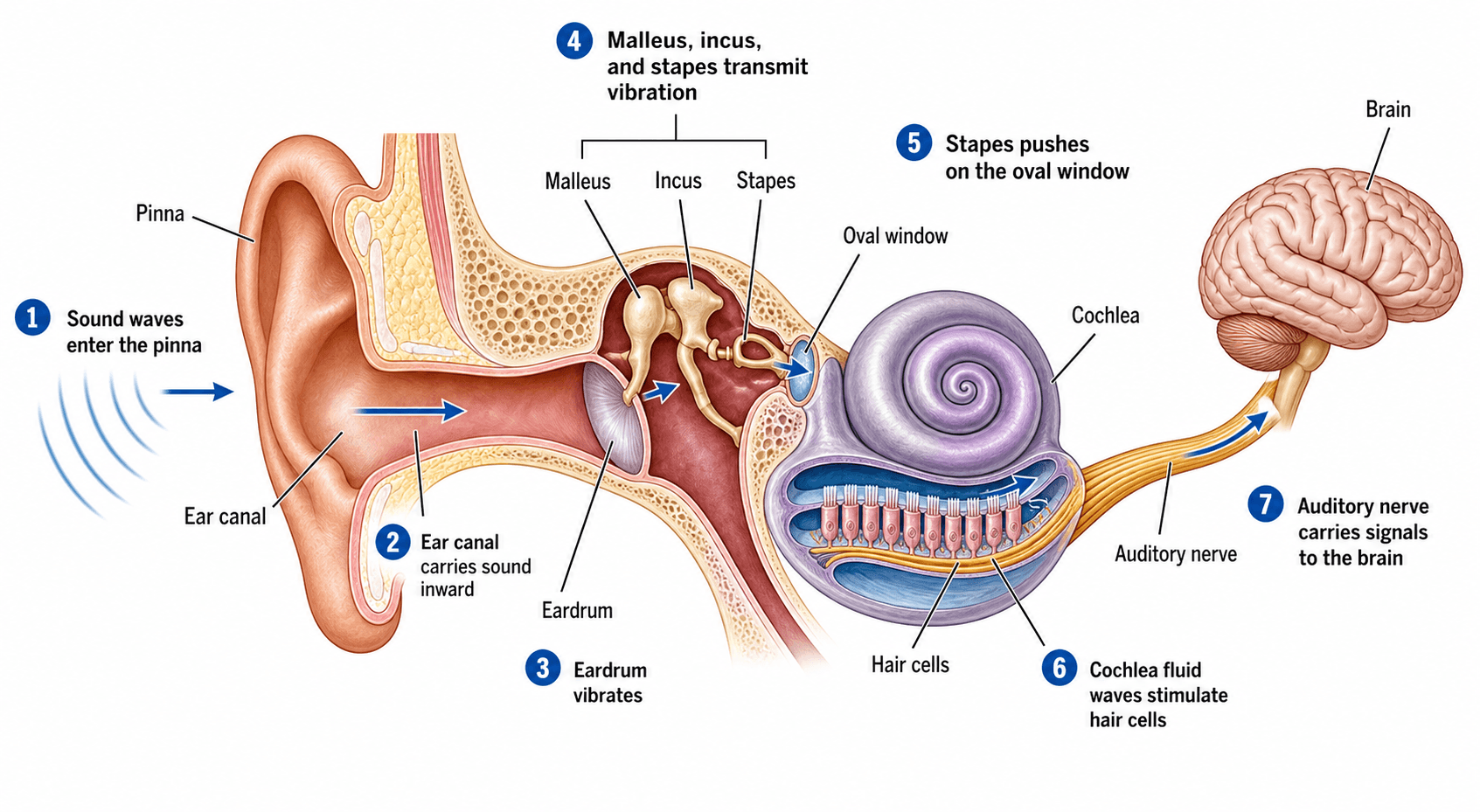 Hearing Pathway — Numbered arrows tracing sound from the pinna and eardrum through the ossicles to the cochlea and the auditory nerve.