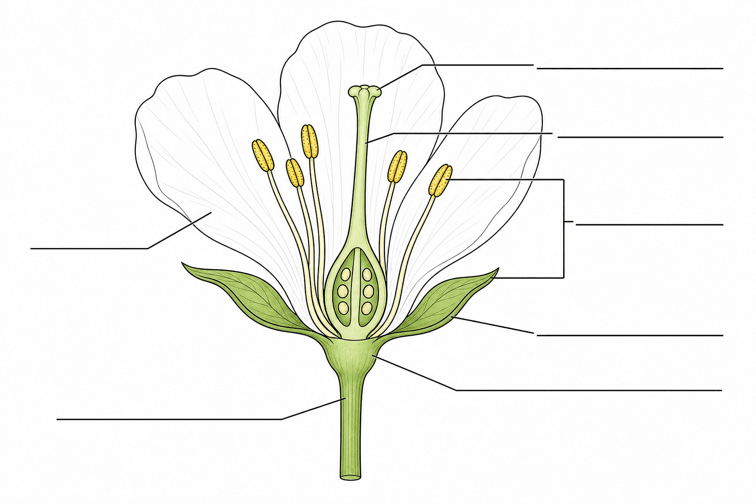 Leeres Blütendiagramm — Ein leeres Blütenaufbau-Diagramm mit Beschriftungslinien, aber ohne Wörter, bereit für Schüler, die Namen selbst einzutragen.