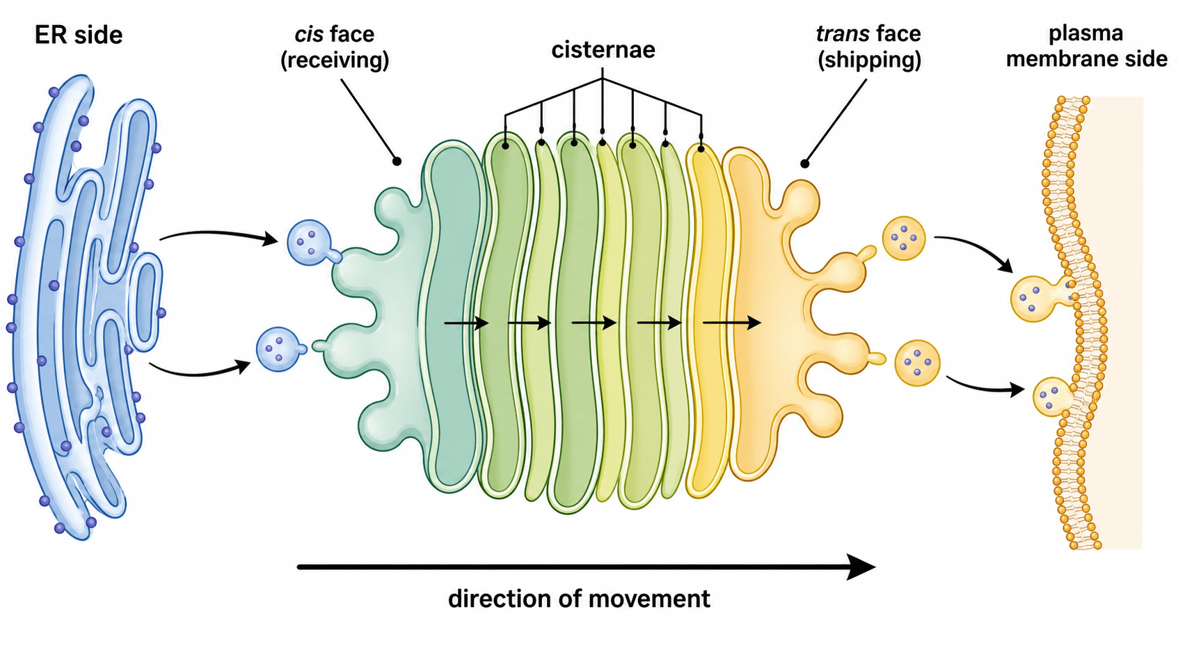 Faces cis et trans — La face cis convexe (de réception) et la face trans concave (d'expédition) mises en contraste de part et d'autre de l'empilement de citernes.