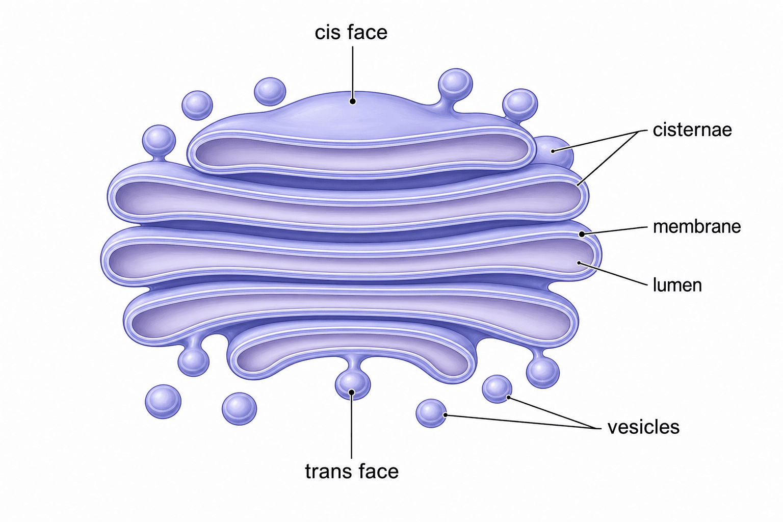 Structure de Golgi — Les citernes empilées et aplaties avec les faces cis et trans et les vésicules environnantes clairement représentées.