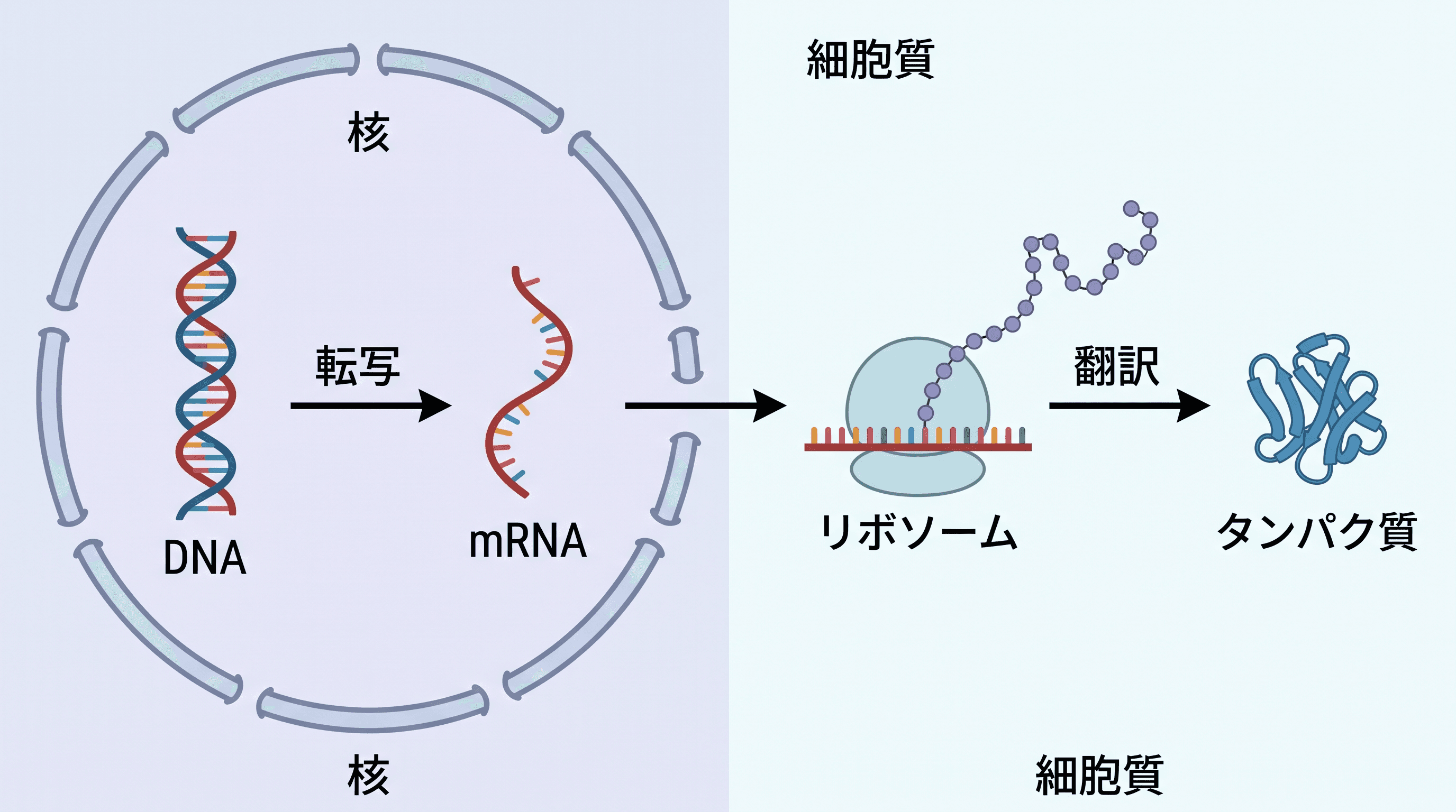遺伝子発現研究 — 遺伝学・細胞生物学ジャーナル向けの分子生物学グラフィカルアブストラクト。