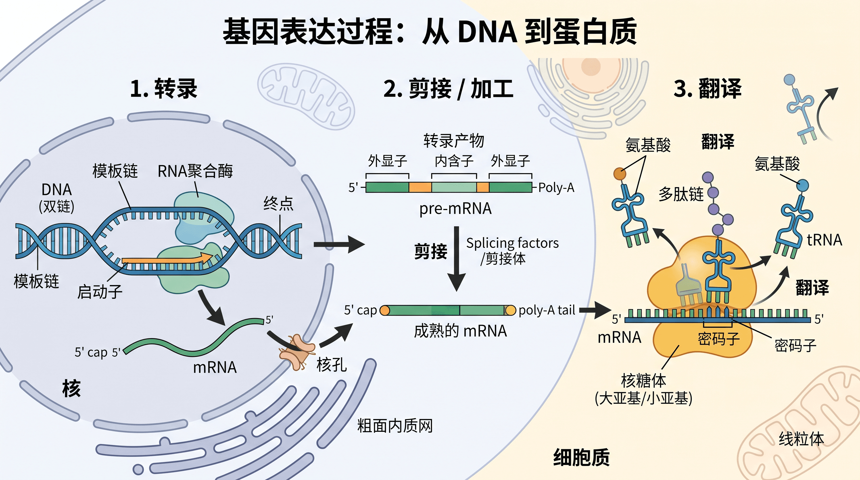 基因表达研究 — 适用于遗传学与细胞生物学期刊的分子生物学图形摘要。