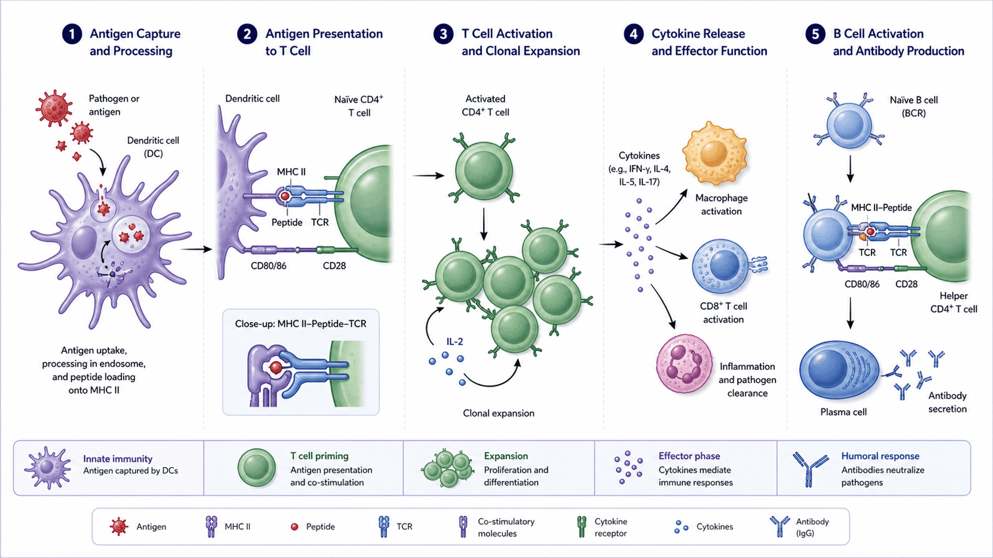 Meccanismo della risposta immunitaria — Figura del meccanismo della risposta immunitaria che mostra la presentazione dell'antigene, l'attivazione dei linfociti T e la produzione di anticorpi per riviste di immunologia.