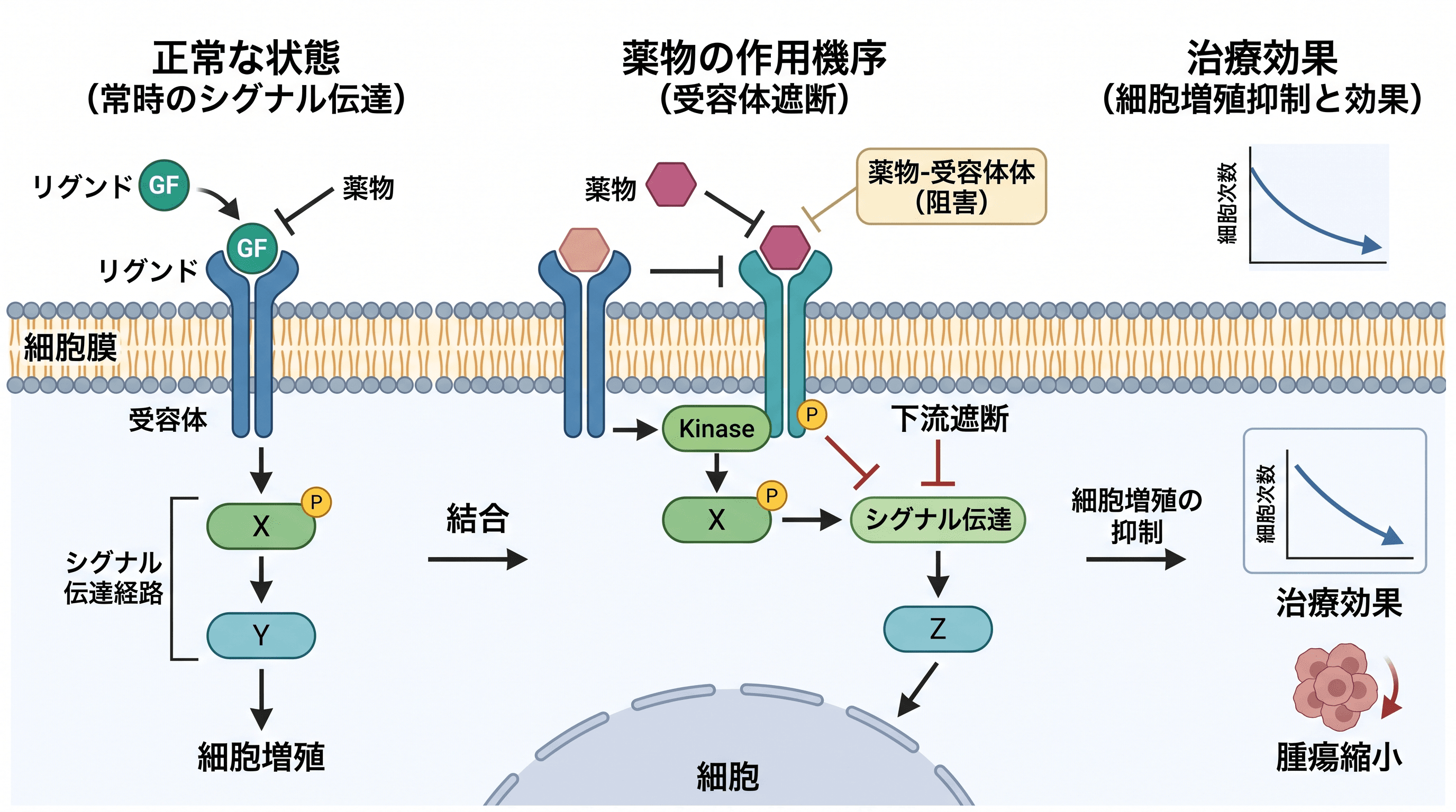 薬物作用機序 — 薬理学・生物医学ジャーナル向けに標的結合から治療効果までを追跡した薬物作用機序図。