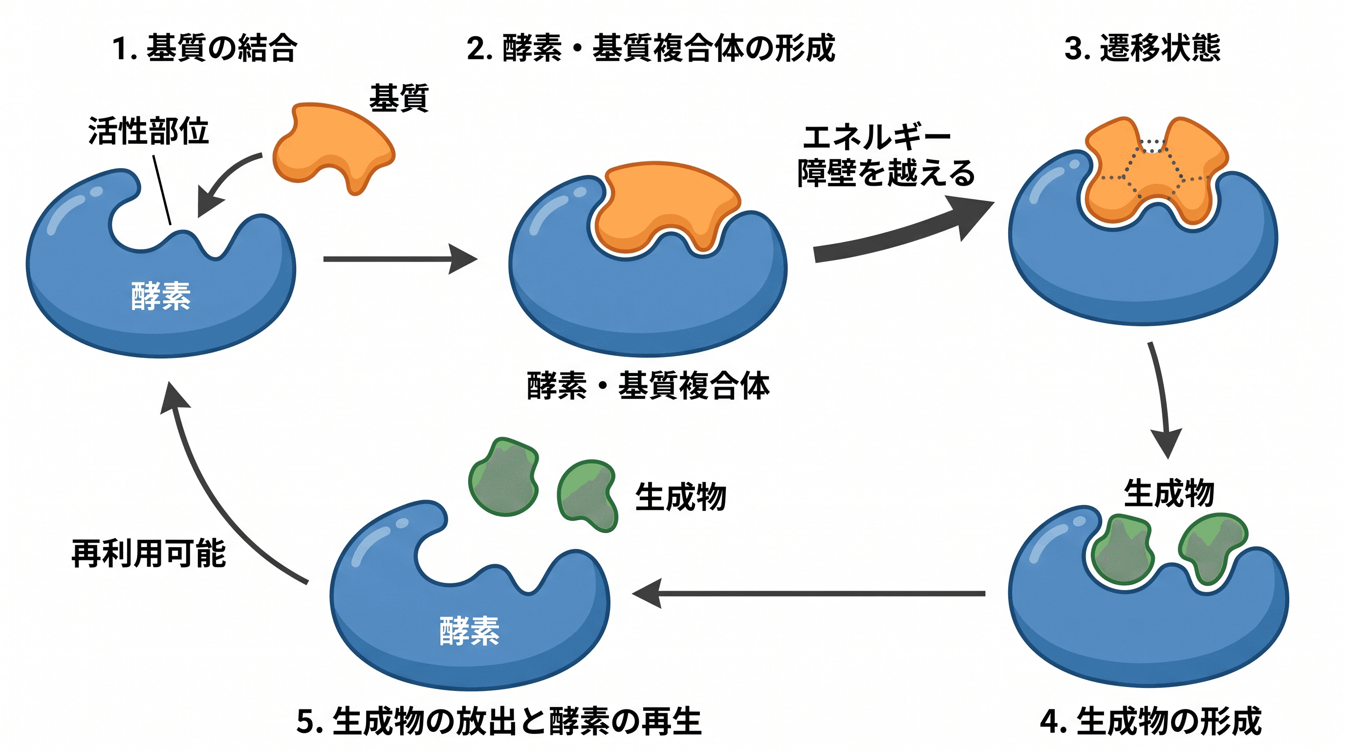酵素触媒機序 — 生化学ジャーナル向けに基質結合・遷移状態・生成物放出を示す酵素触媒機序図。