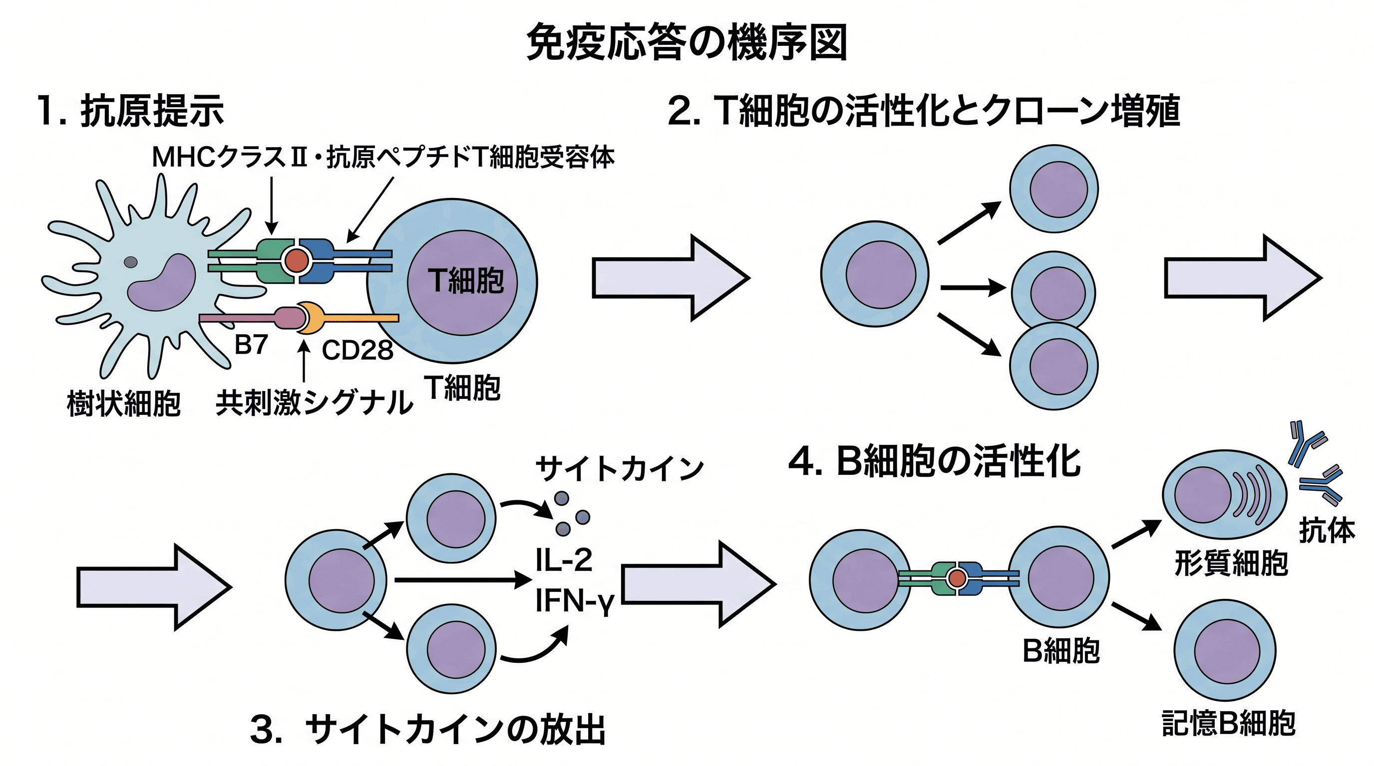 免疫応答機序 — 免疫学ジャーナル向けに抗原提示・T細胞活性化・抗体産生を示す免疫応答機序図。