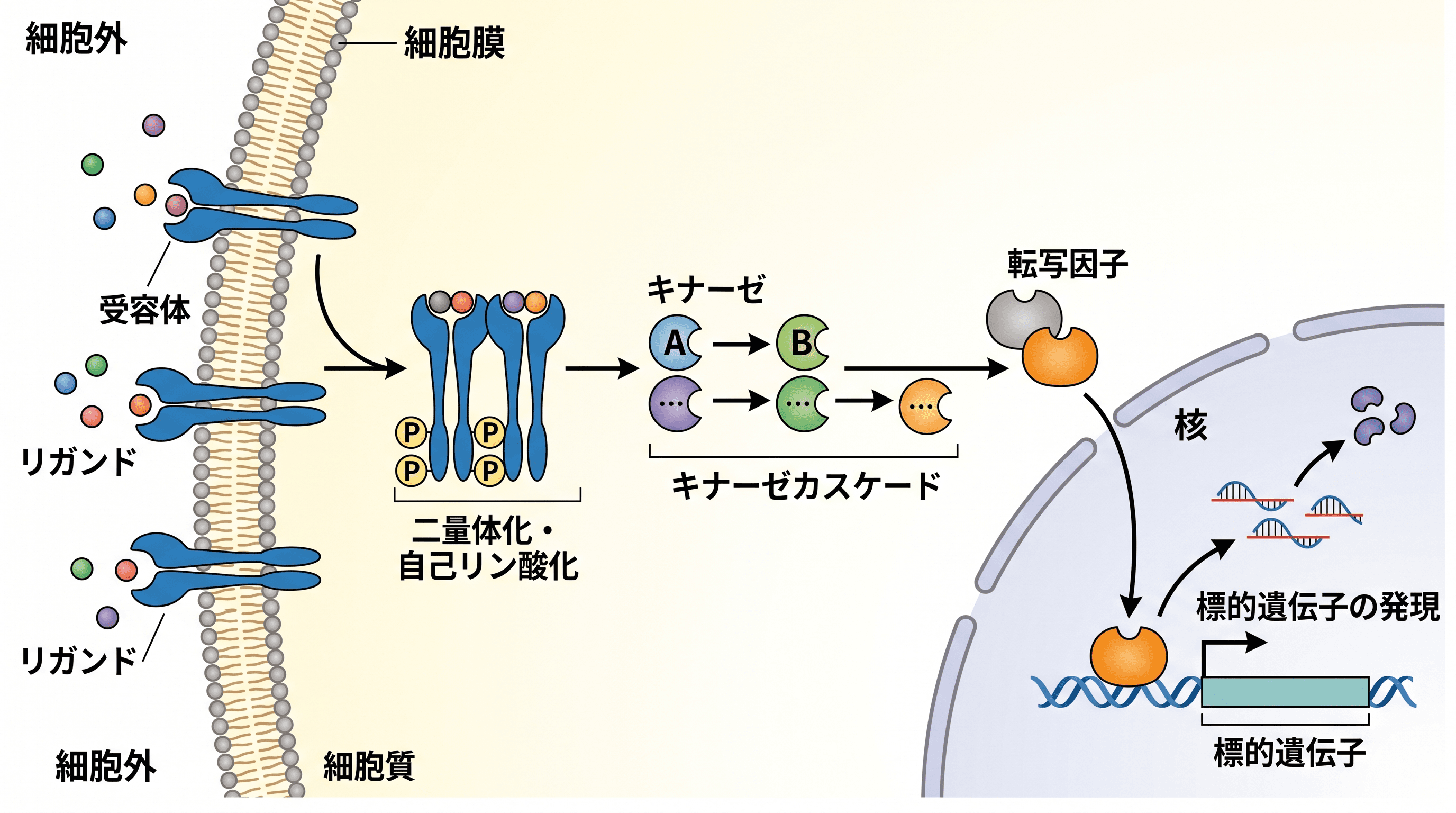 シグナル伝達経路 — 分子生物学ジャーナル向けに受容体活性化から遺伝子発現までを示すシグナル伝達機序図。