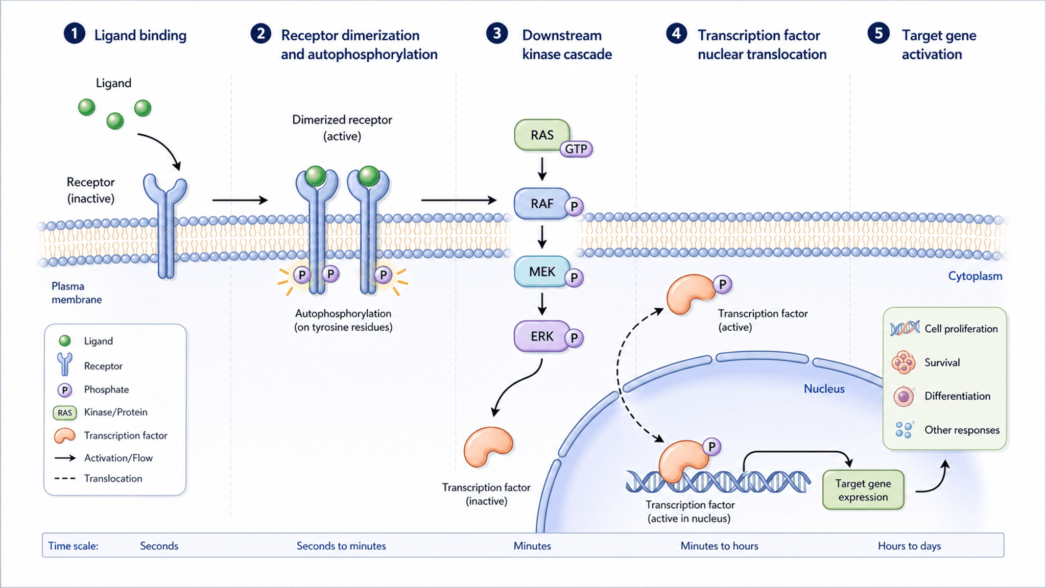 Via di trasduzione del segnale — Figura del meccanismo di trasduzione del segnale dall'attivazione del recettore all'espressione genica per riviste di biologia molecolare.