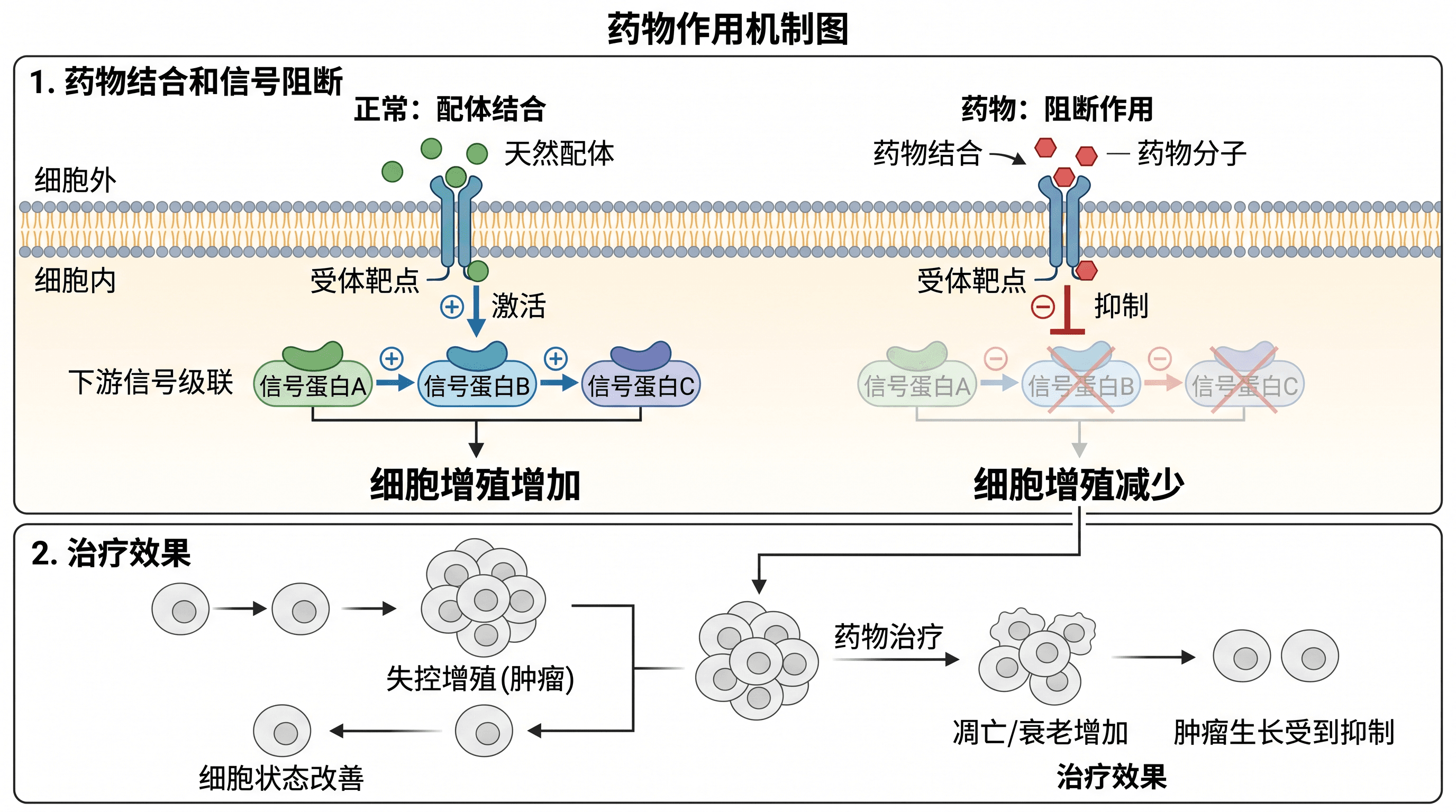 药物作用机制 — 从靶点结合到治疗效果的药物作用机制图，适用于药理学与生物医学期刊。