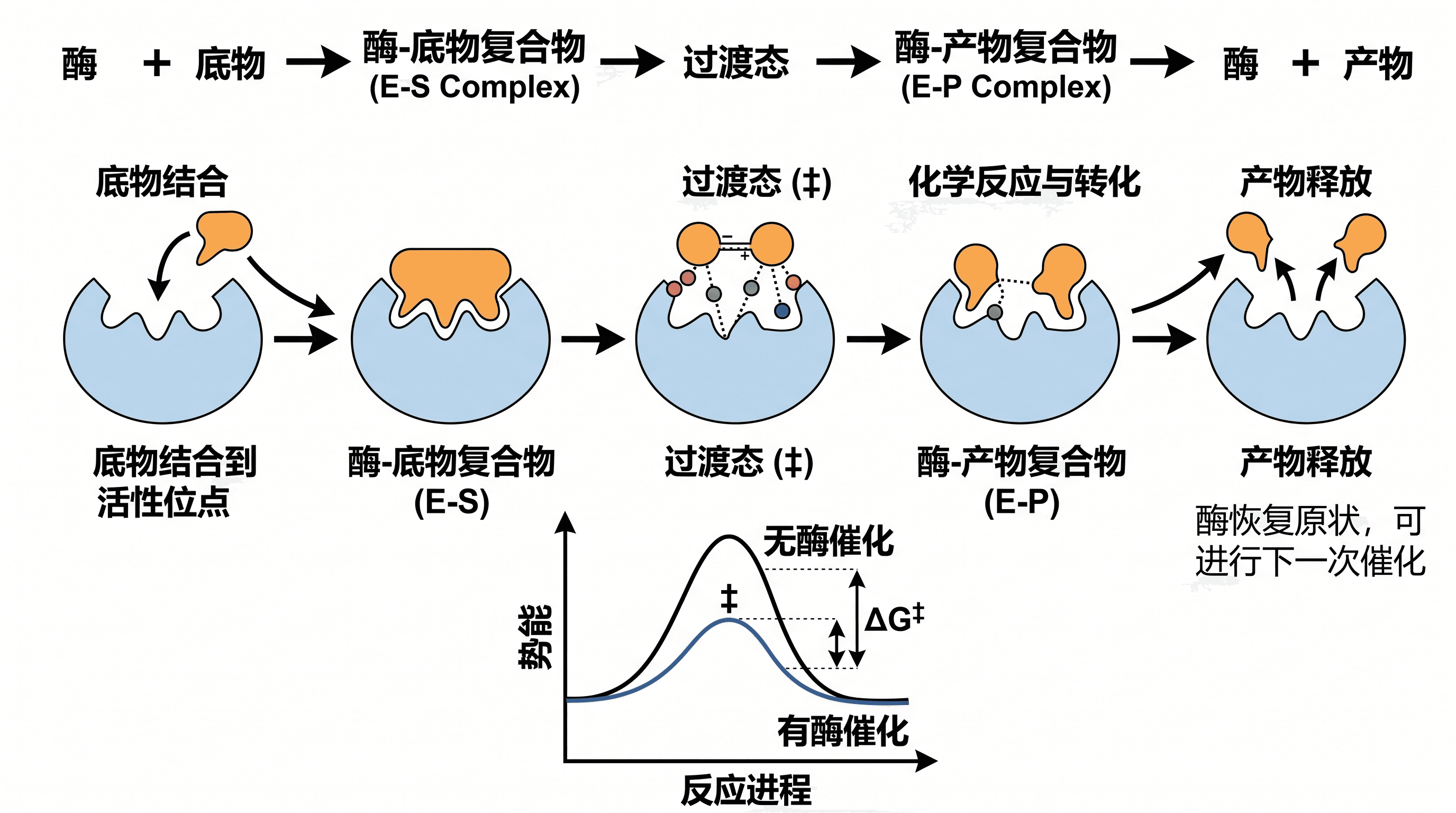 酶催化机制 — 展示底物结合、过渡态与产物释放的酶催化机制图，适用于生物化学期刊。