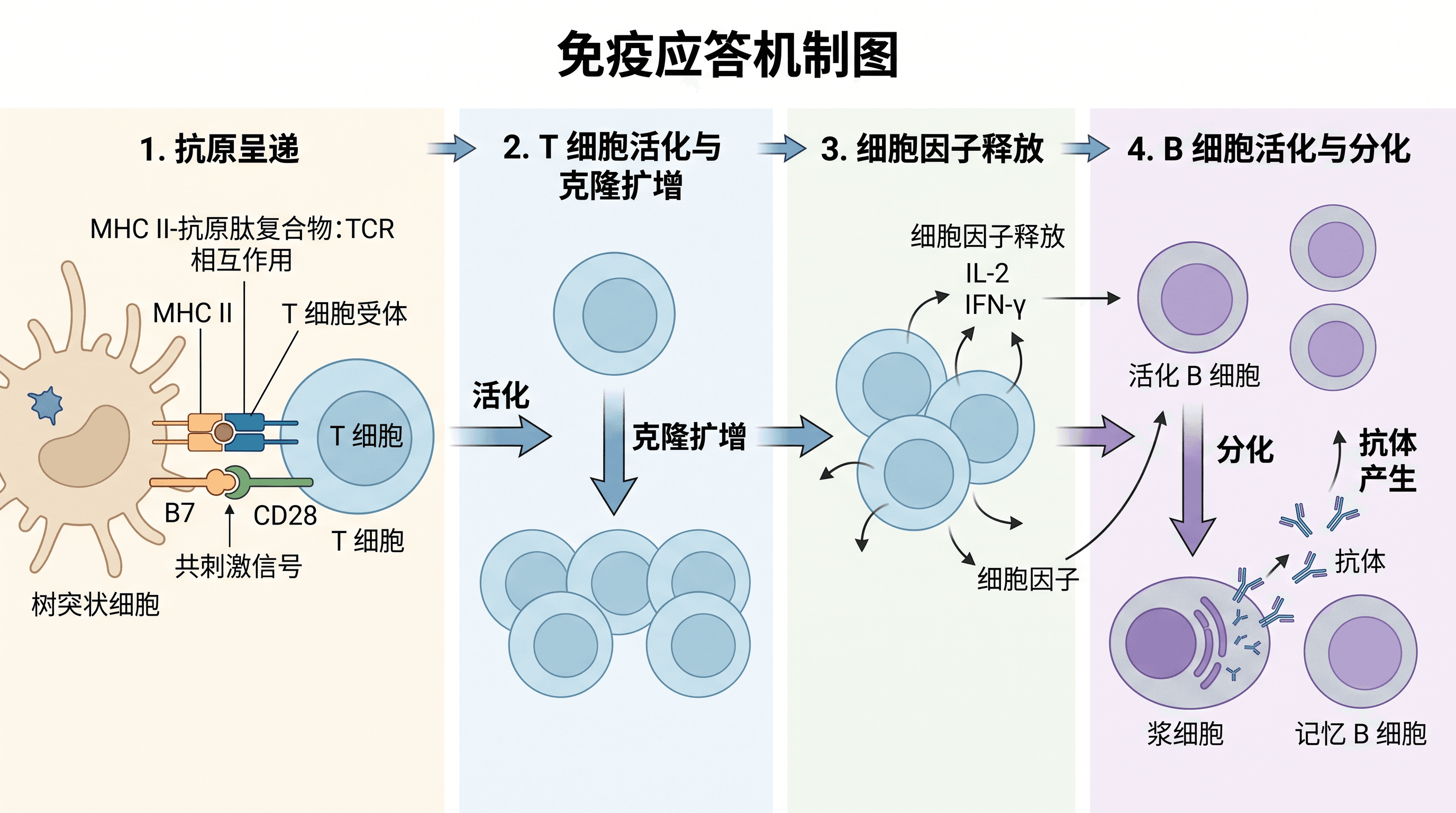 免疫应答机制 — 展示抗原呈递、T 细胞激活与抗体产生的免疫应答机制图，适用于免疫学期刊。
