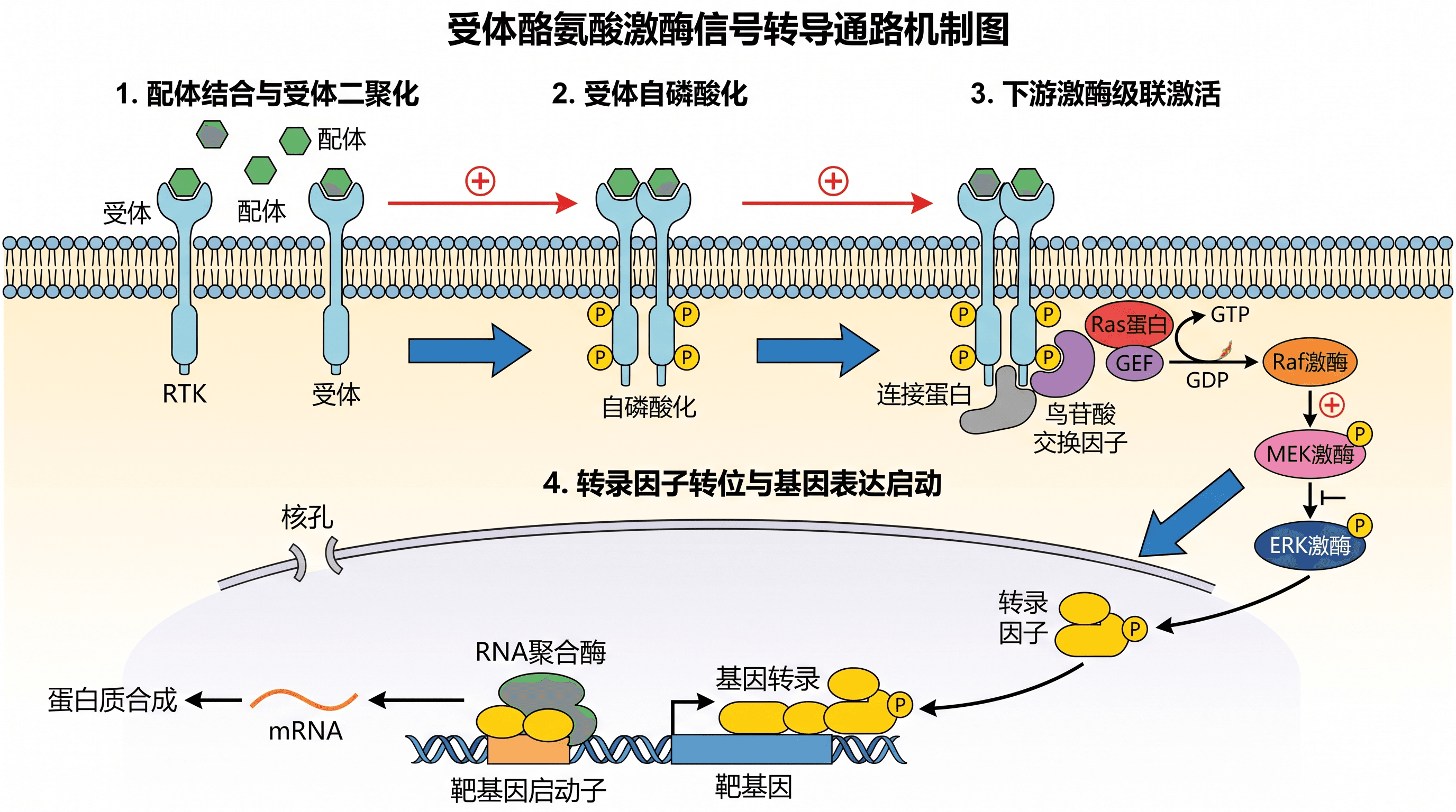 信号转导通路 — 从受体激活到基因表达的信号转导机制图，适用于分子生物学期刊。