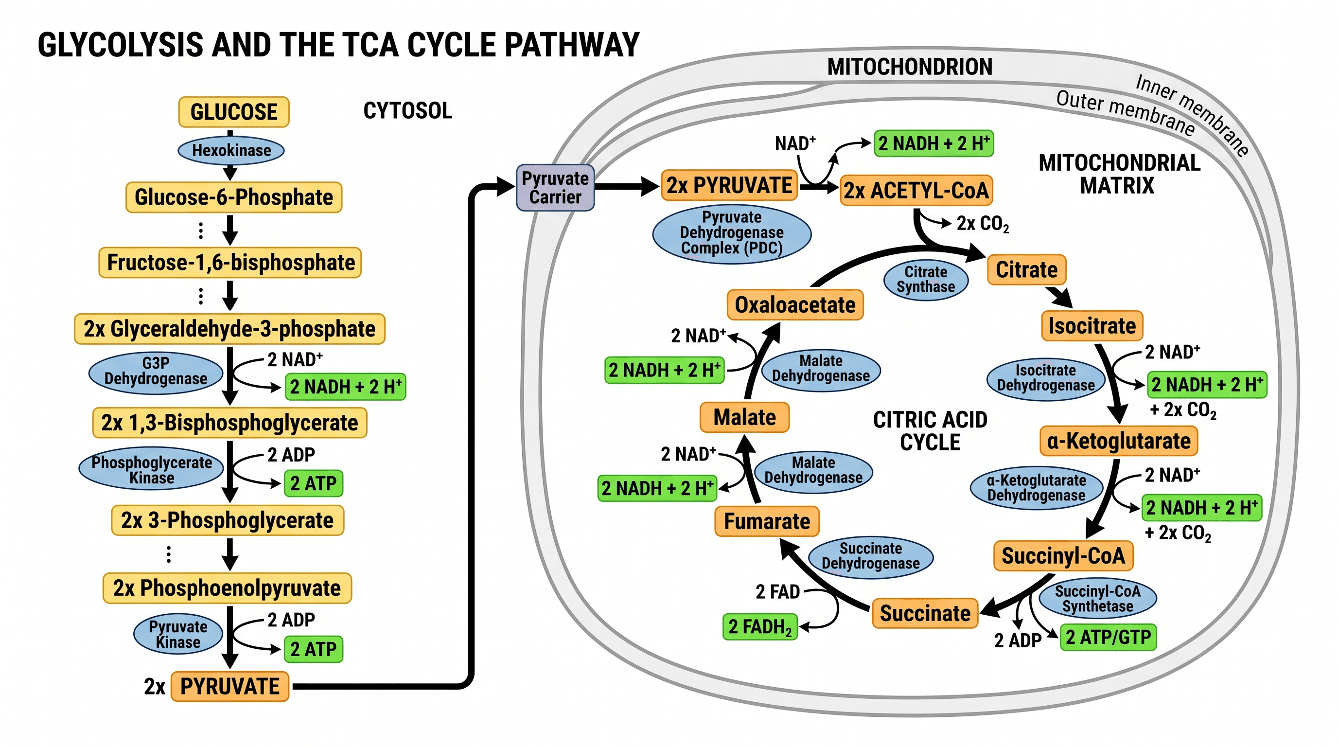 Enlace entre glucólisis y ciclo de Krebs — La glucólisis citosólica alimentando el ciclo de Krebs mitocondrial, con el paso de la piruvato deshidrogenasa y los rendimientos de ATP y NADH señalados.