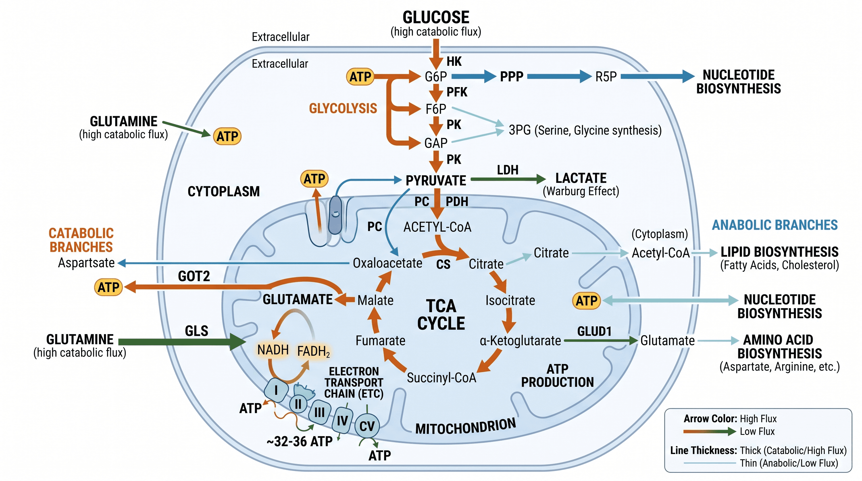 Panorama del flujo metabólico — Ramas catabólicas y anabólicas a partir de glucosa y glutamina, con el grosor de las flechas indicando el flujo relativo.