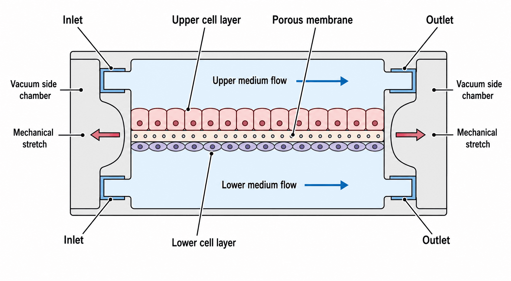 Sezione trasversale di organ-on-a-chip — Due canali paralleli separati da una membrana porosa, con cellule coltivate su entrambi i lati, ingressi e uscite del terreno e camere a vuoto per lo stiramento meccanico.