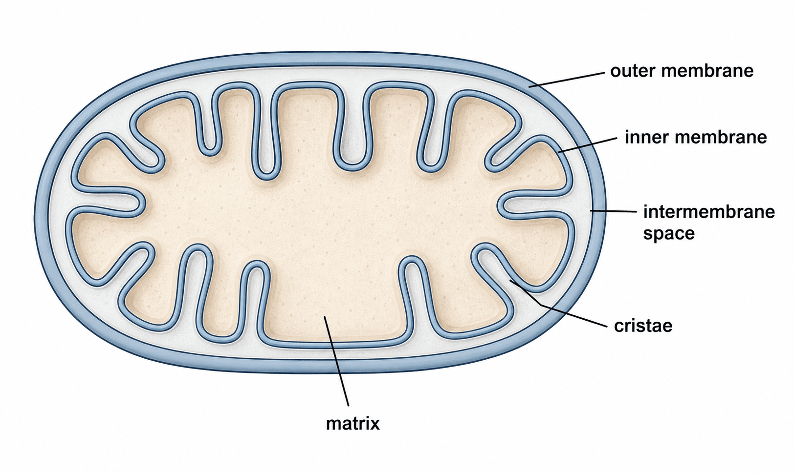 Estructura de la Mitocondria — Sección transversal estructural que enfatiza el diseño de doble membrana: membrana externa lisa, membrana interna plegada y el espacio intermembrana entre ellas.