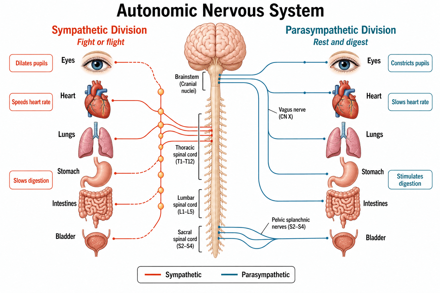 Sistema nervioso autónomo — Las divisiones simpática y parasimpática comparadas a lo largo de los órganos del cuerpo.