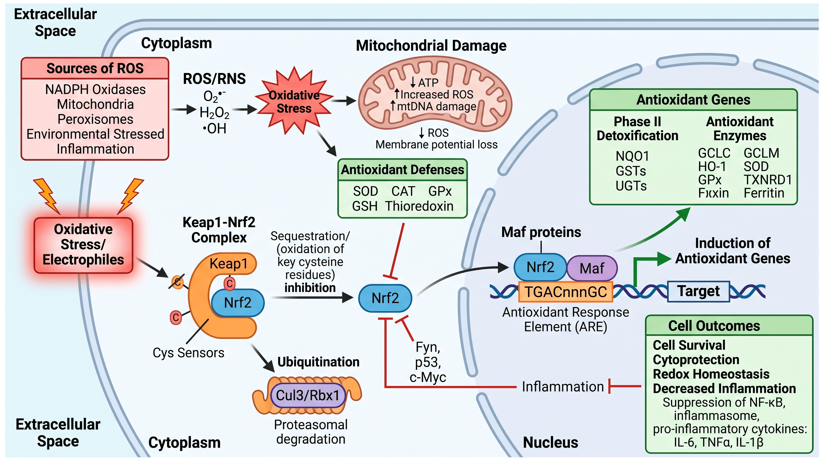 Respuesta antioxidante de Nrf2 — La modificación de Keap1 libera Nrf2 hacia el núcleo, donde se une a los elementos ARE e induce HO-1, NQO1 y GCLC.