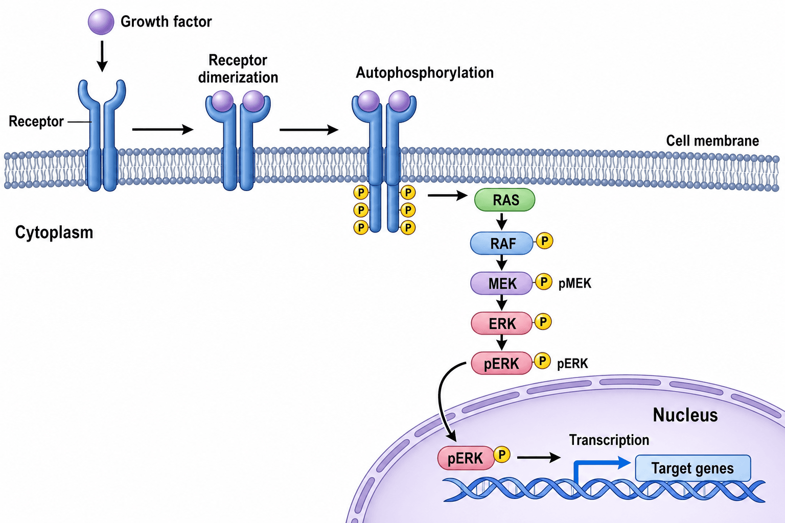 Figure de mécanisme — Une figure de mécanisme annotée montrant le processus moléculaire ou biologique au cœur de votre article.