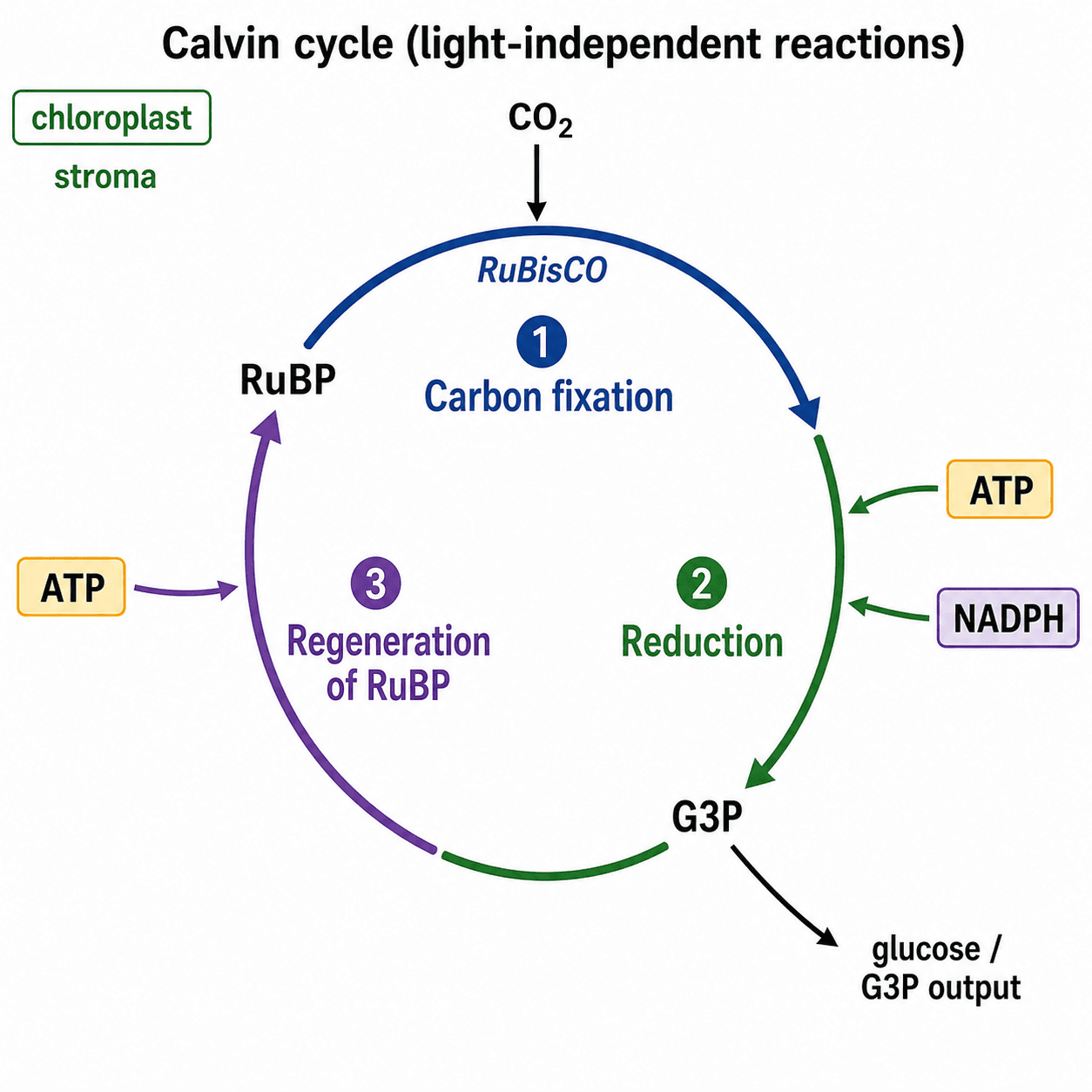 Cycle de Calvin — Schéma circulaire des réactions indépendantes de la lumière dans le stroma : fixation du carbone, réduction par l'ATP et le NADPH, et régénération du RuBP.