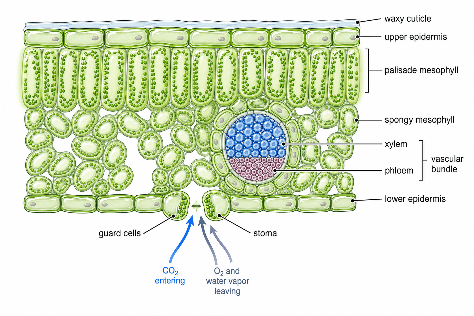 Coupe transversale de feuille — Anatomie annotée de la feuille montrant où se produit la photosynthèse — mésophylle palissadique et lacuneux, stomates, cellules de garde et faisceau vasculaire.