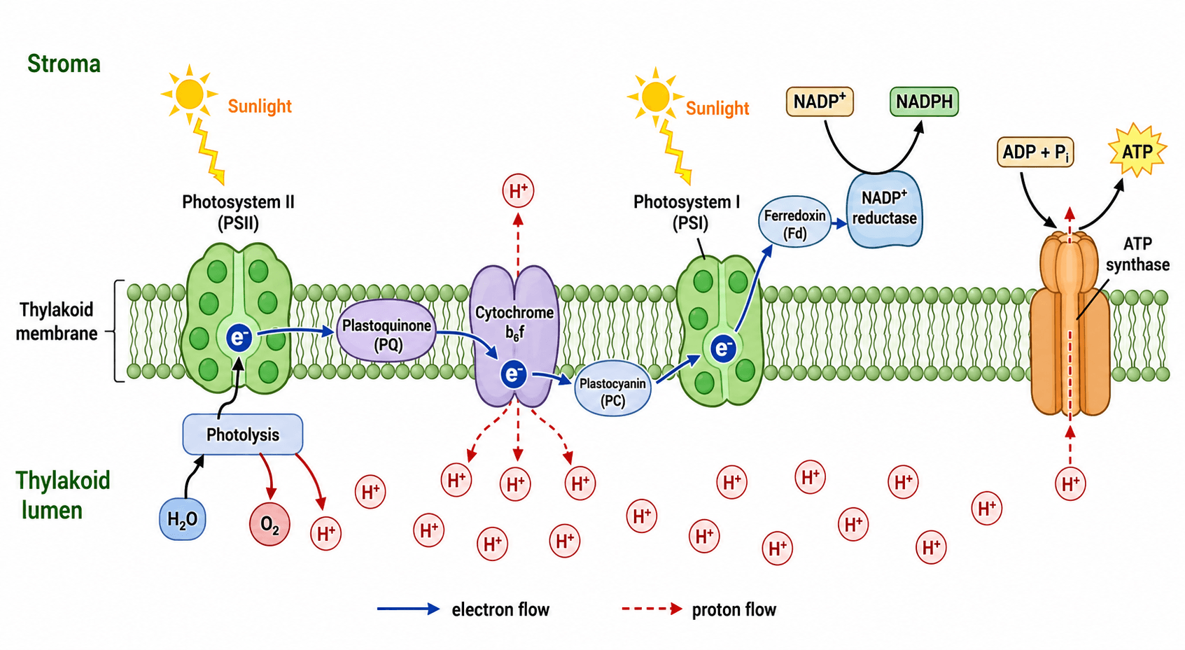 Réactions dépendantes de la lumière — Schéma détaillé de la membrane des thylakoïdes pour les réactions photochimiques : photosystèmes, photolyse de l'eau, chaîne de transport des électrons, ATP synthase et NADPH.